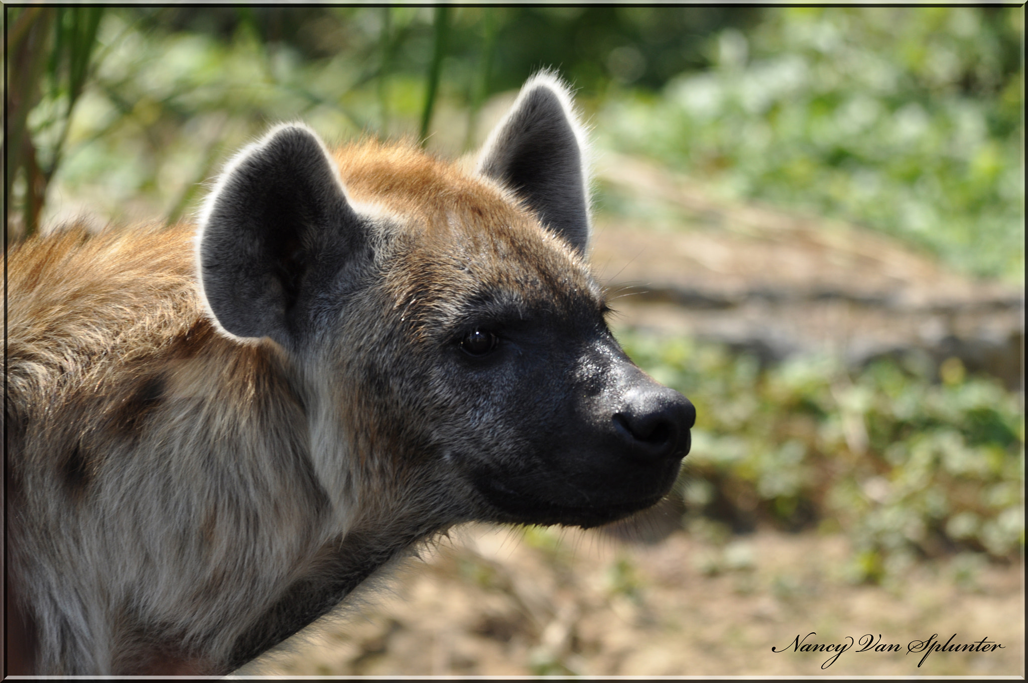 Sigma 150-500mm F5-6.3 DG OS HSM sample photo. Félin photography