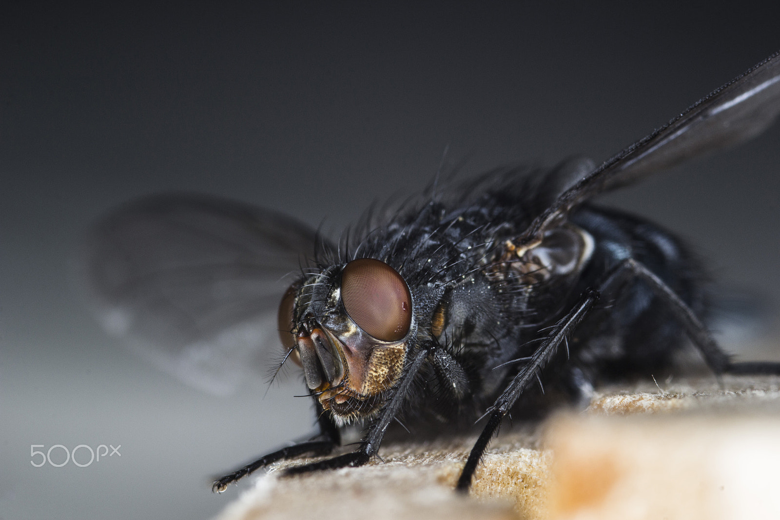 Sigma 105mm F2.8 EX DG Macro sample photo. Housefly photography