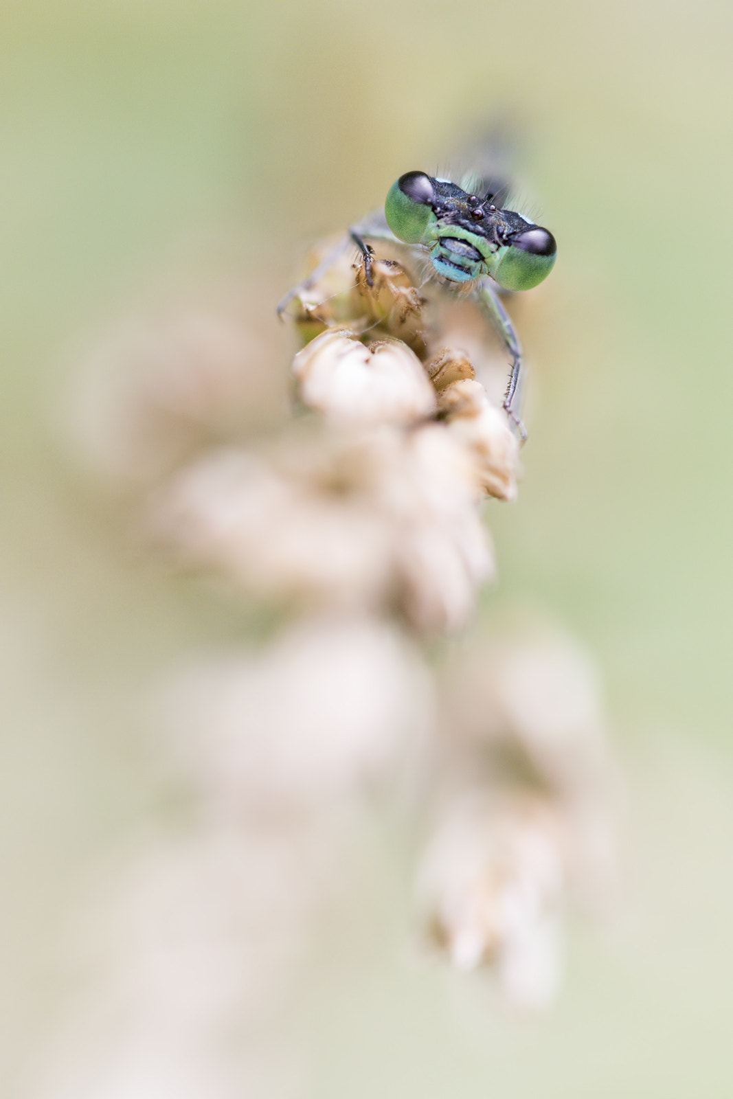Tamron SP AF 180mm F3.5 Di LD (IF) Macro sample photo. Agrion photography