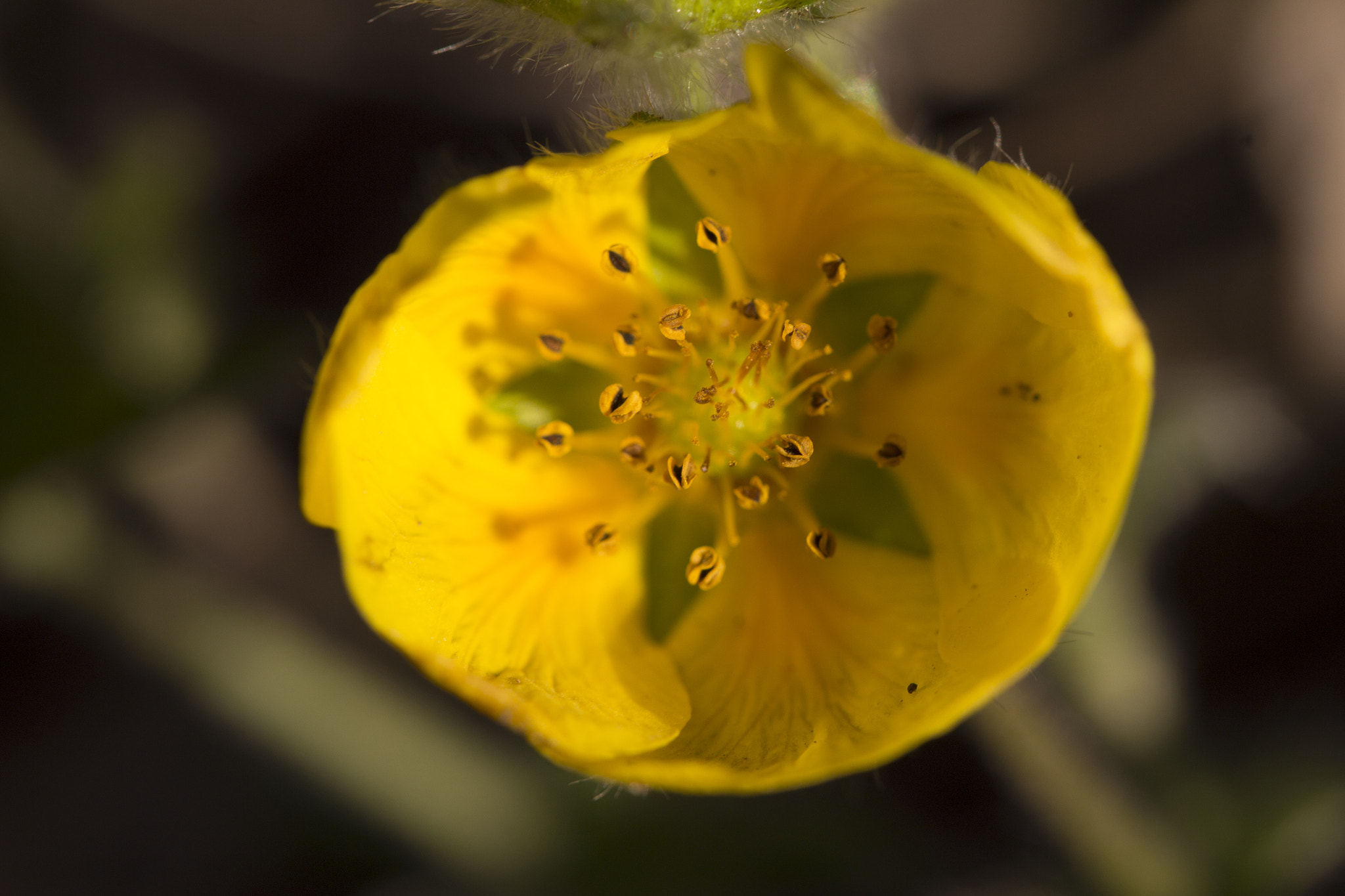 Tamron SP AF 60mm F2 Di II LD IF Macro sample photo. Flower photography