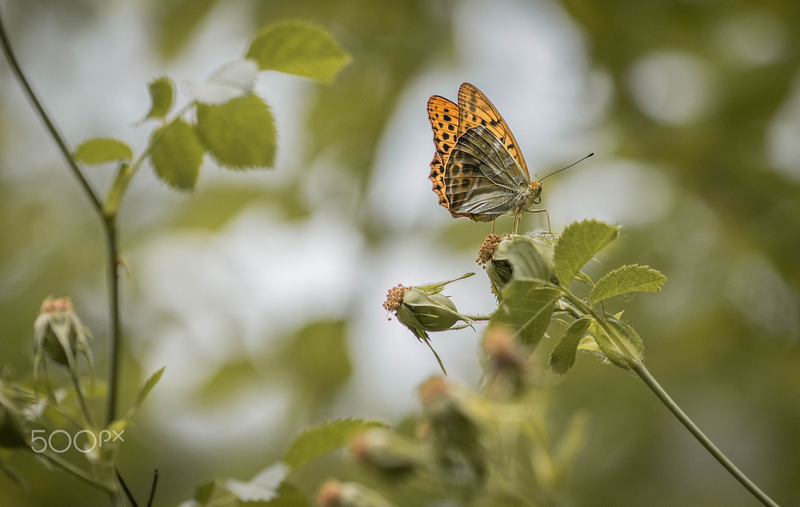 Nikon AF-S Micro-Nikkor 105mm F2.8G IF-ED VR sample photo. Mariposa photography