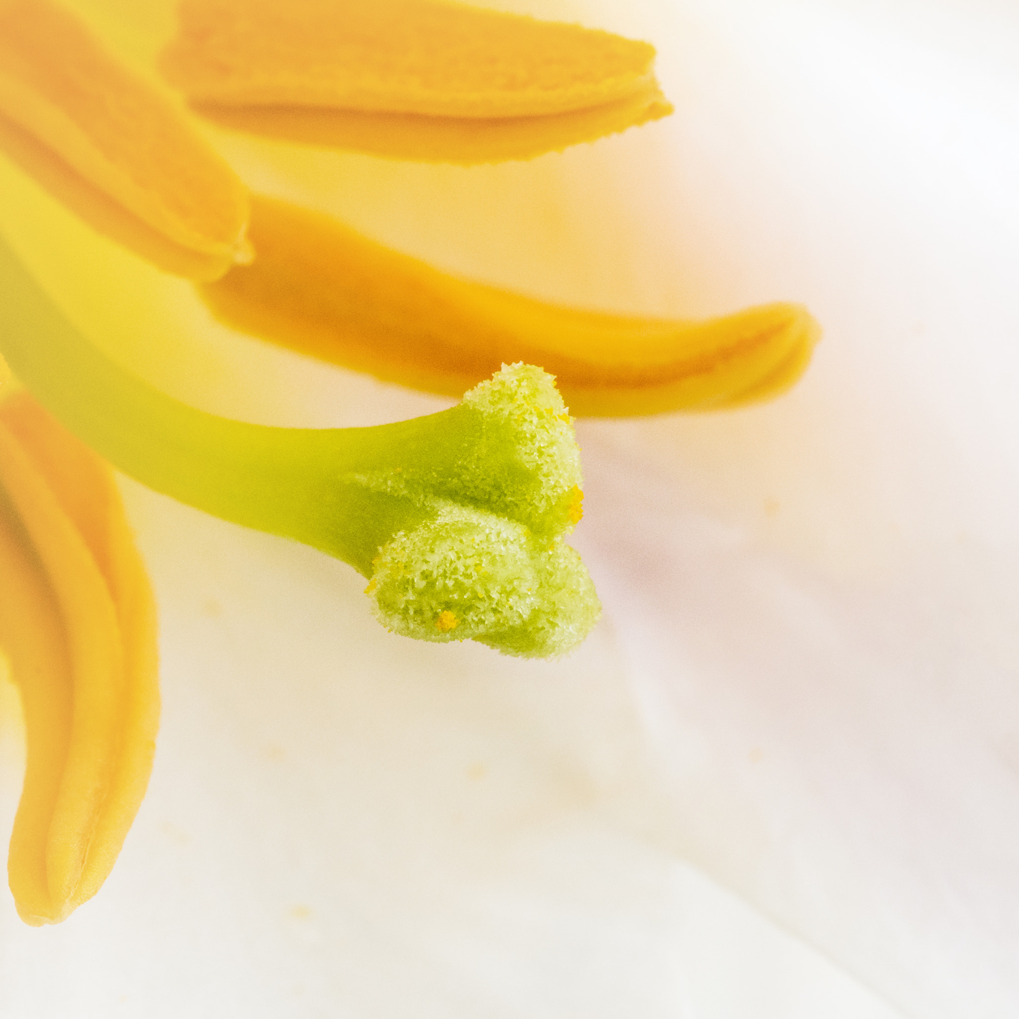Nikon D810 + Nikon AF Micro-Nikkor 200mm F4D ED-IF sample photo. Asiatic lily photography