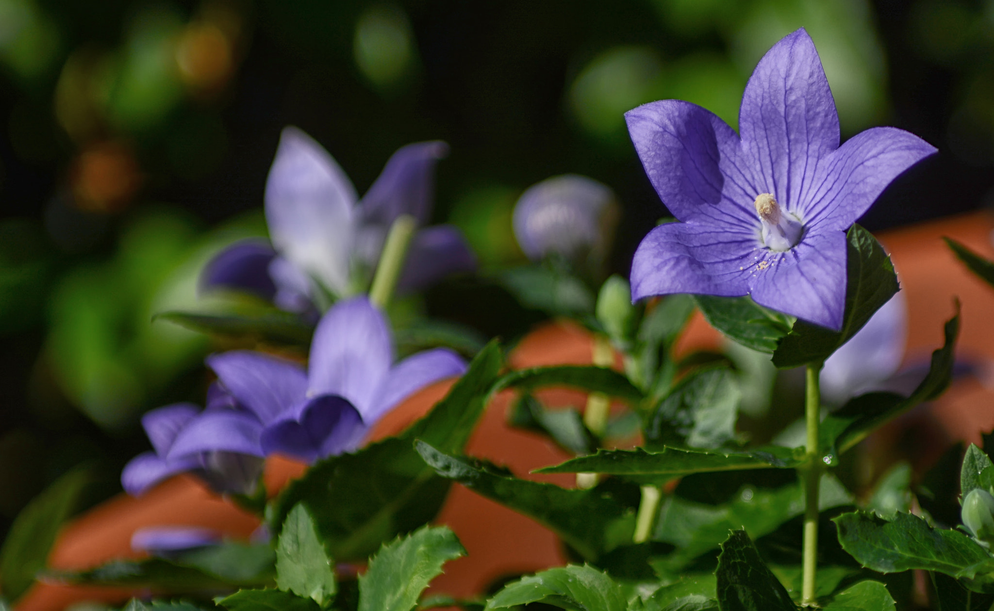 Nikon D7100 + Sigma 24-70mm F2.8 EX DG Macro sample photo. Summer.... photography