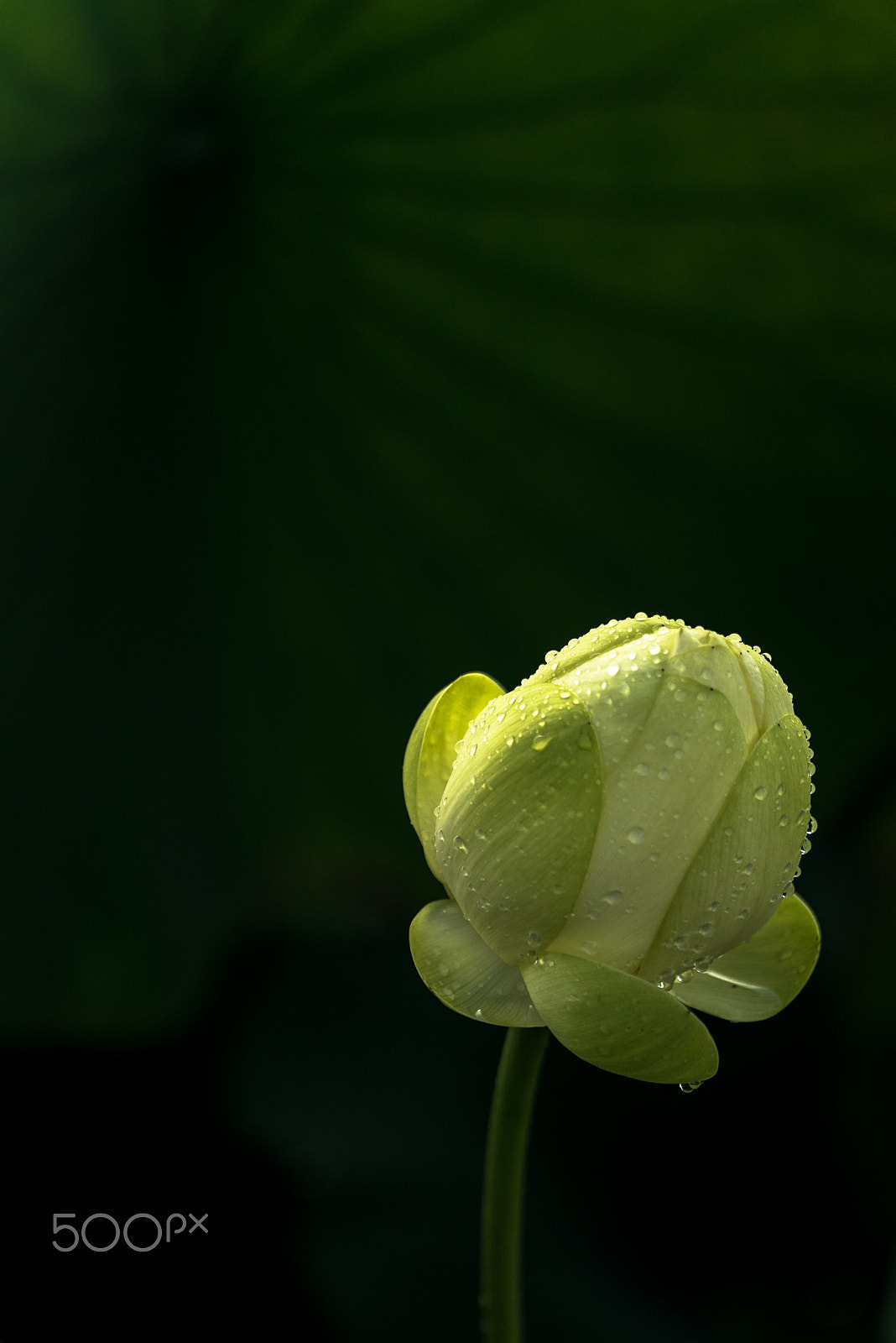 Nikon D800 + Nikon AF Micro-Nikkor 200mm F4D ED-IF sample photo. Green lotus photography