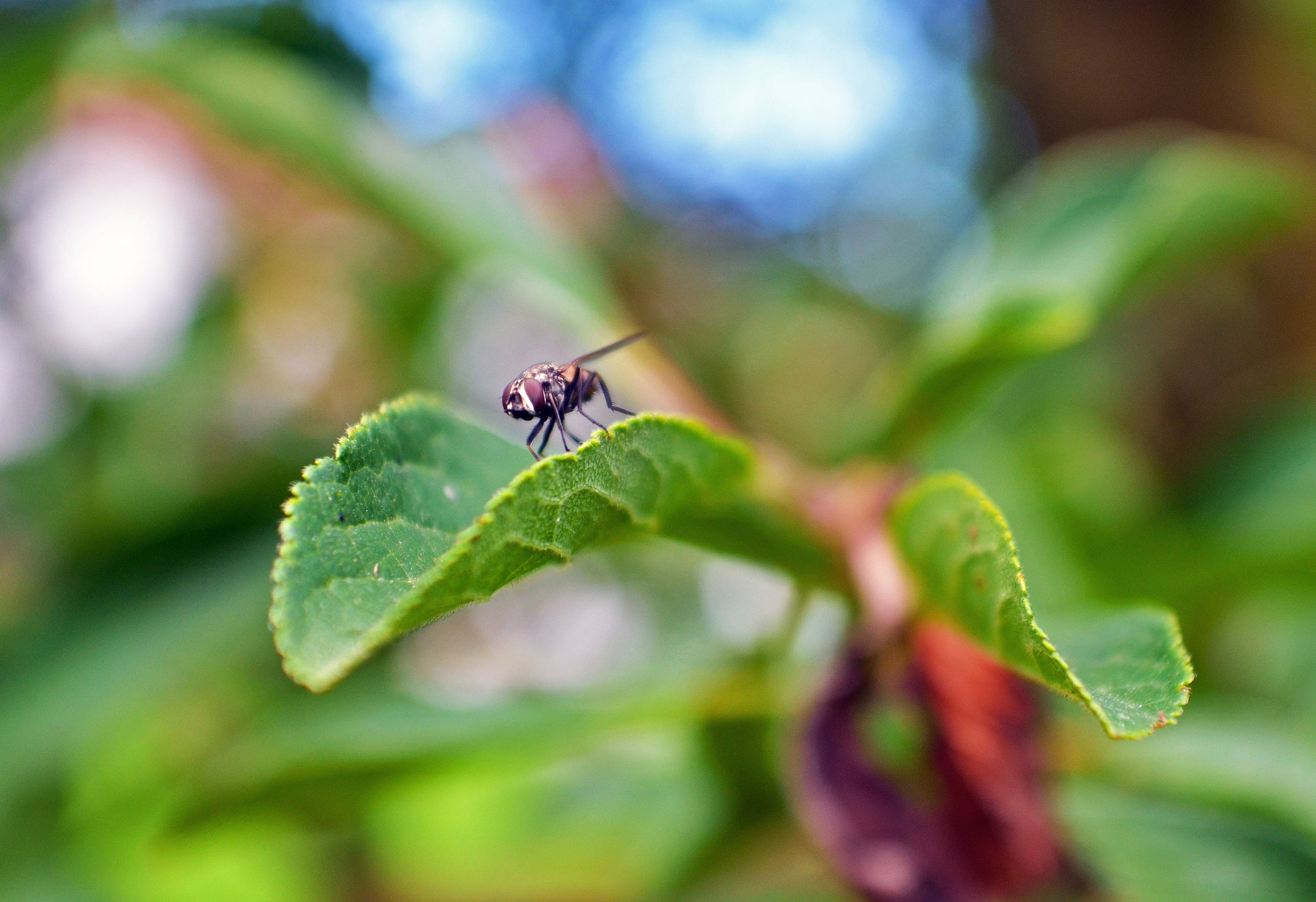 Nikon D7000 + AF Zoom-Nikkor 28-85mm f/3.5-4.5 sample photo. Web photography