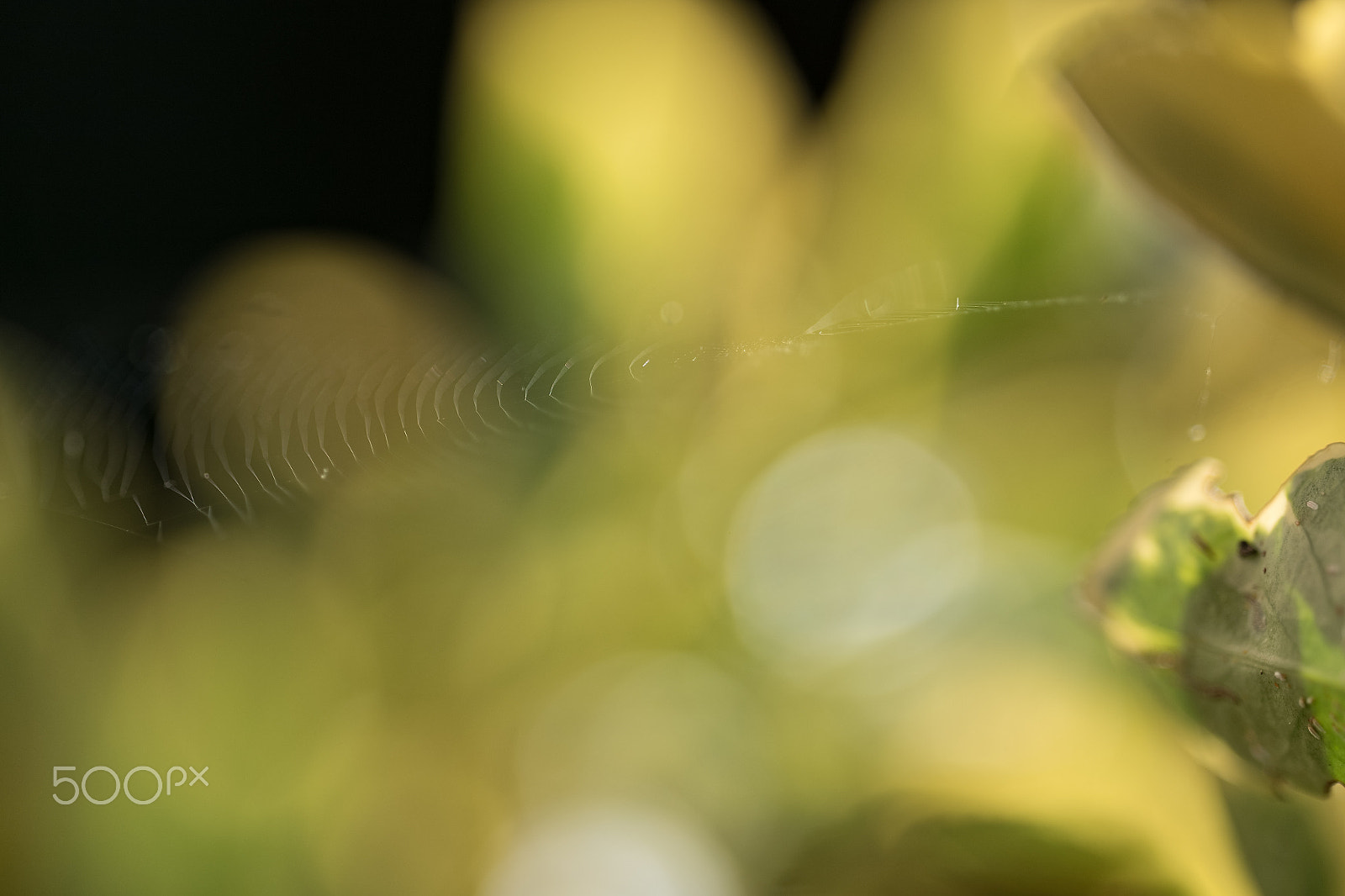 Sigma 150mm F2.8 EX DG OS Macro HSM sample photo. The web photography