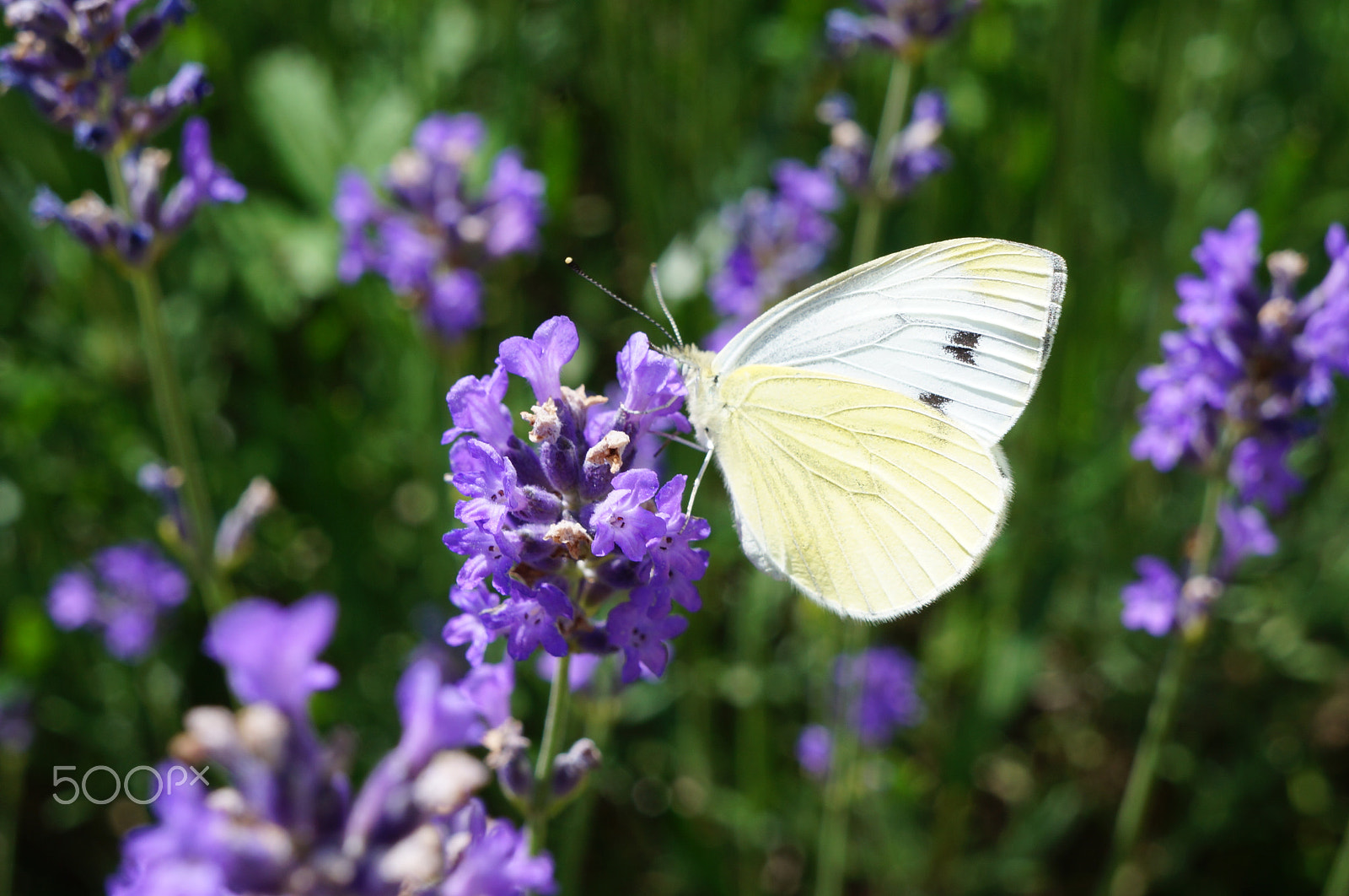 Sony Alpha NEX-F3 + Sony E 18-55mm F3.5-5.6 OSS sample photo. White butterfly on lavender photography