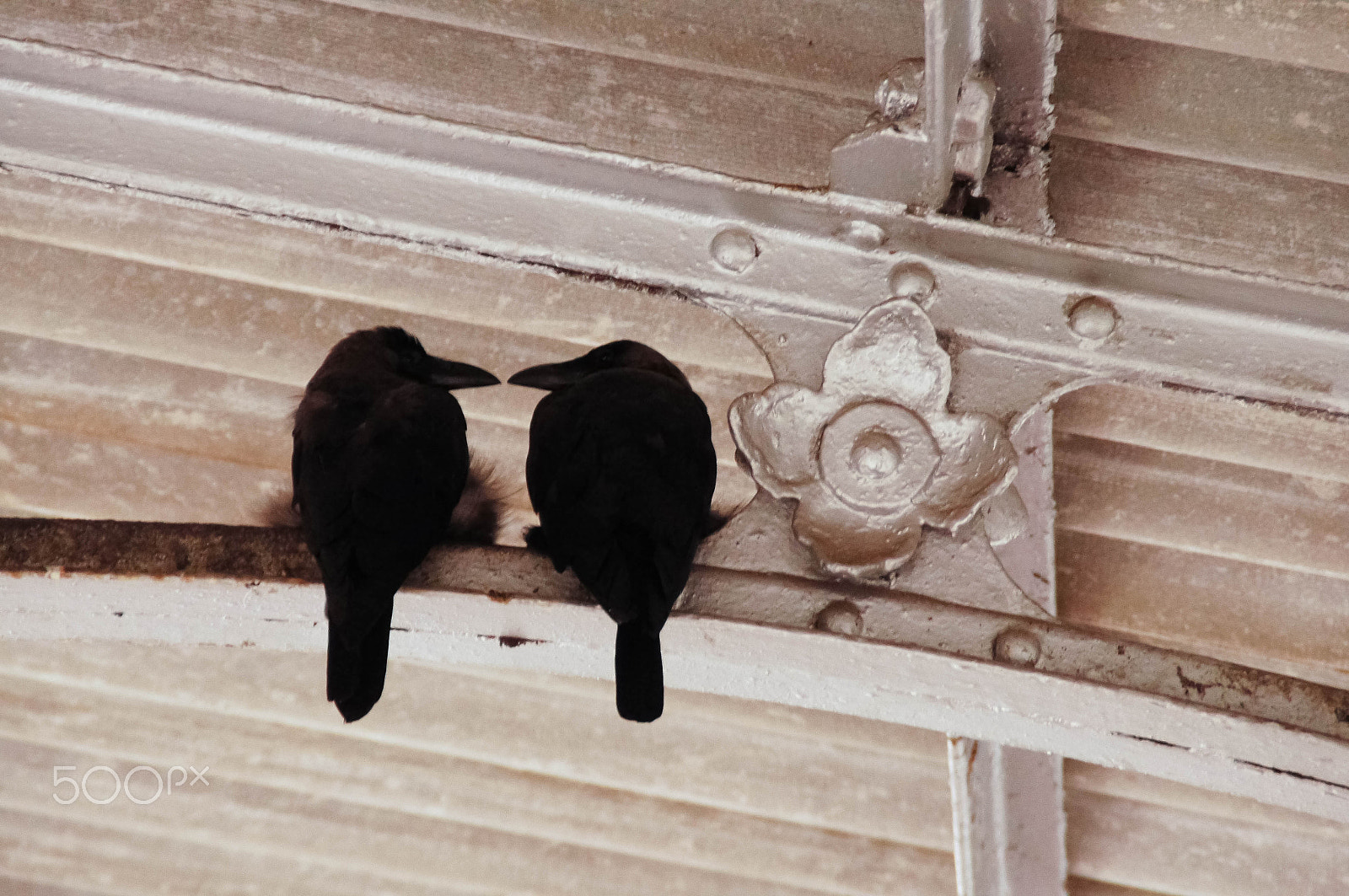 Sony SLT-A55 (SLT-A55V) sample photo. Crows in the kandy railway station photography