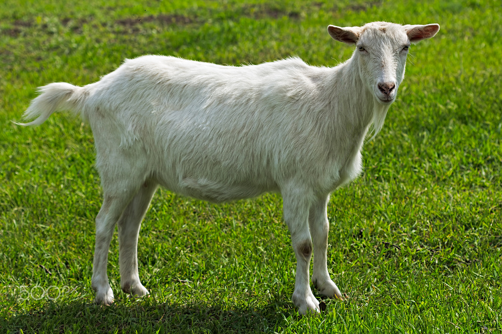 Canon EF 100mm F2.8 Macro USM sample photo. Young white goat standing on green grass photography