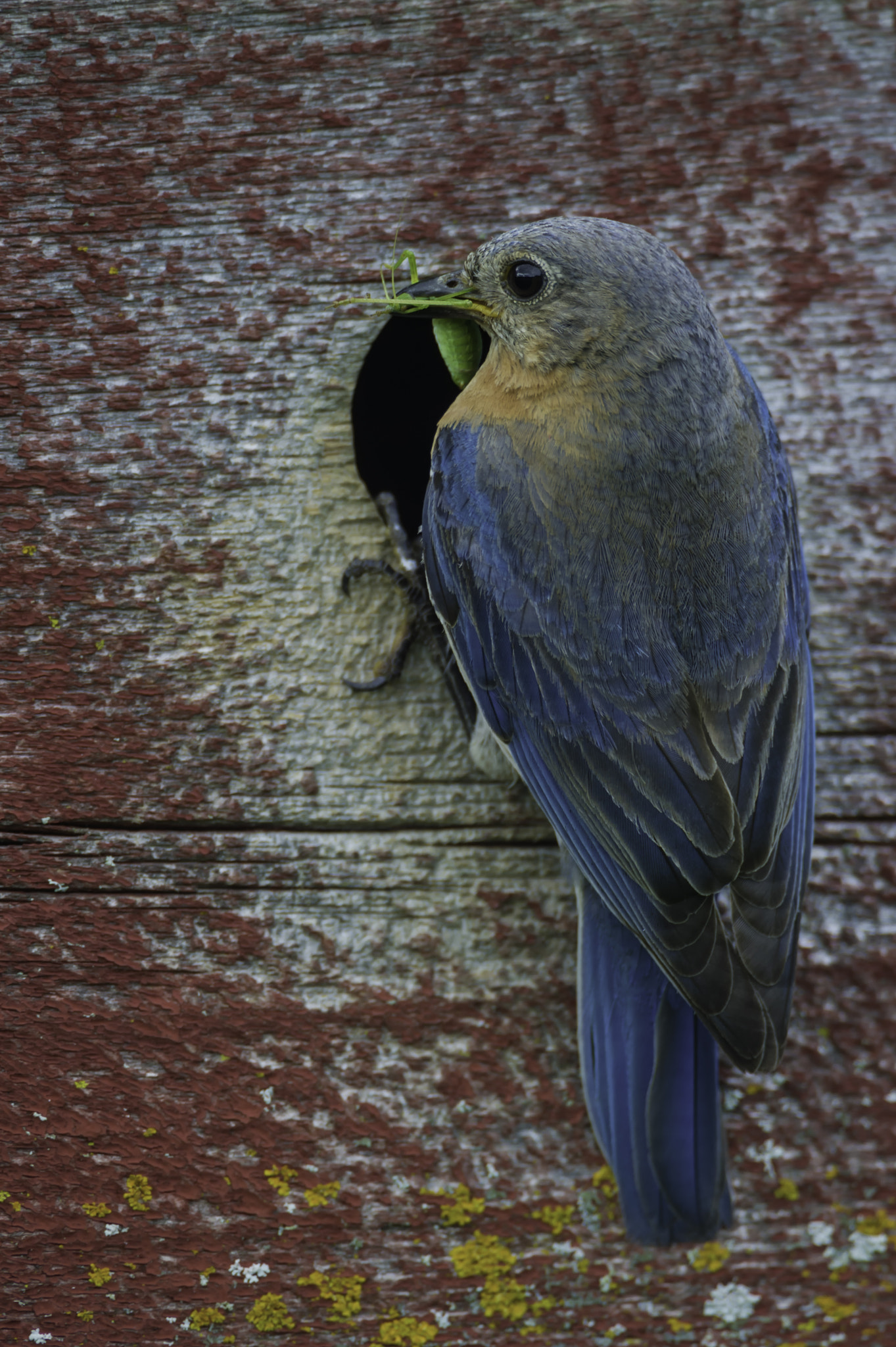 Nikon D3S + Nikon AF-S Nikkor 600mm F4G ED VR sample photo. Bringing a treat... photography
