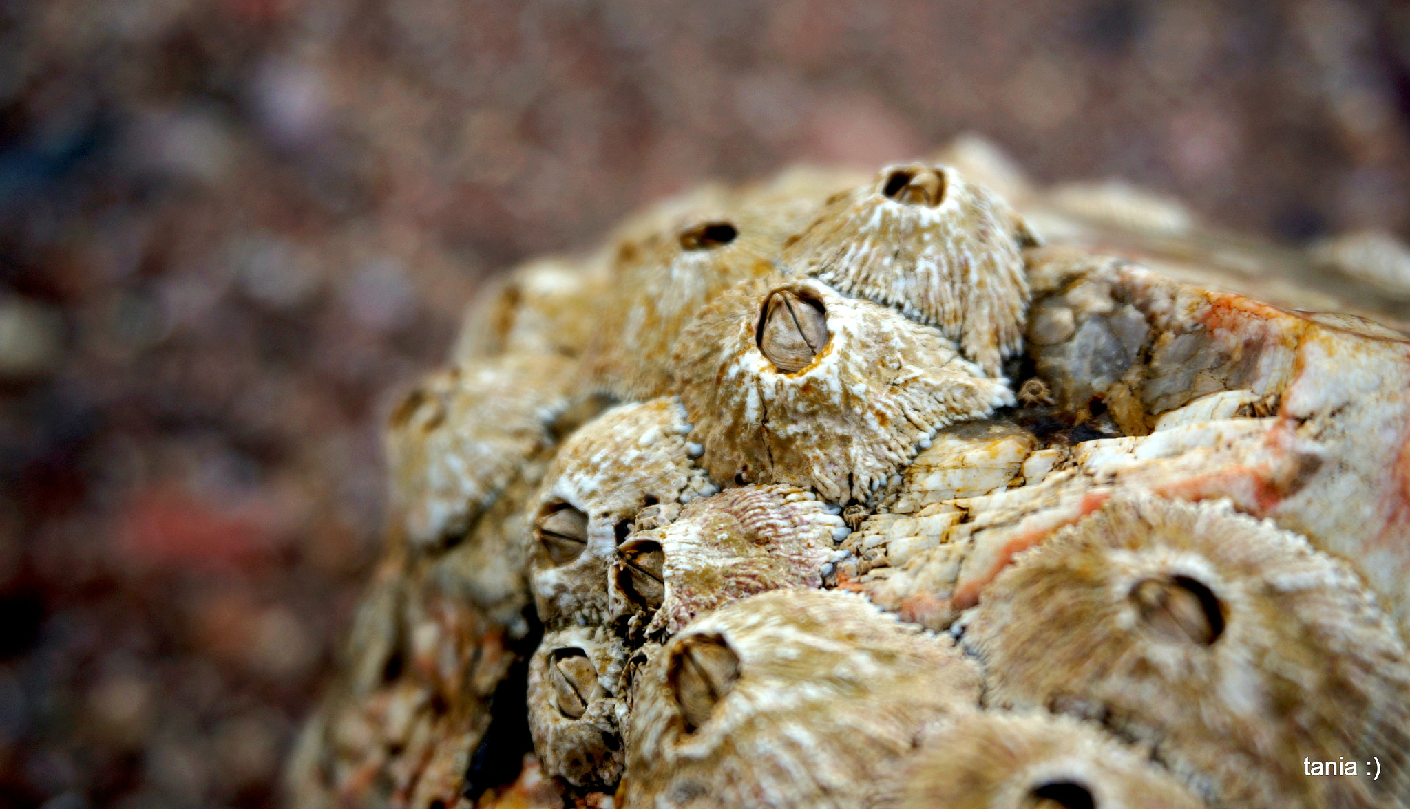 Sony E 16-50mm F3.5-5.6 PZ OSS sample photo. Seashell photography