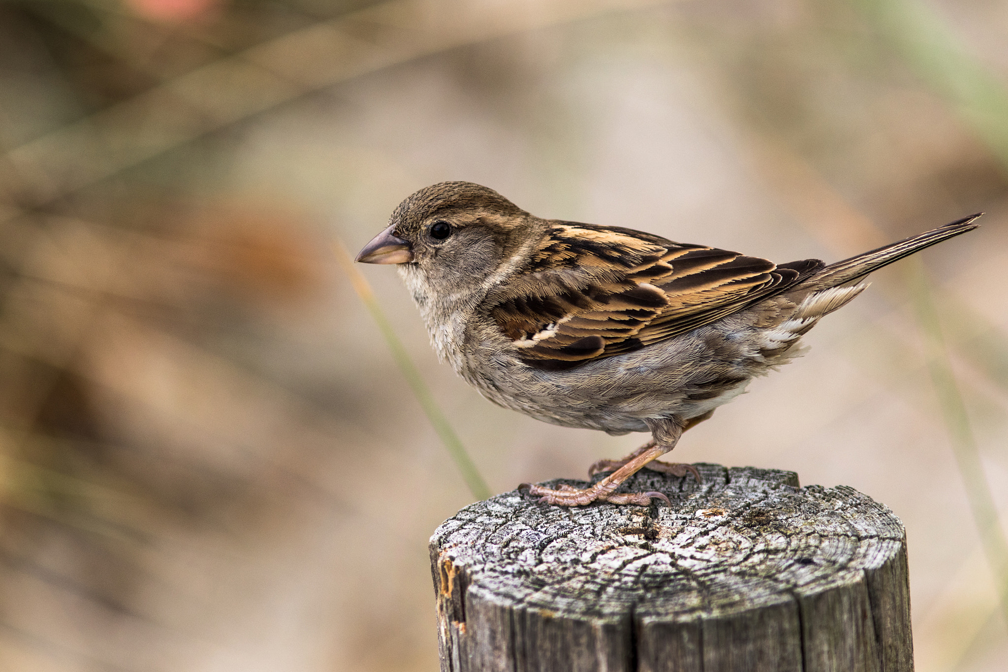 Canon EF 200mm F2.8L II USM sample photo. Spatz photography