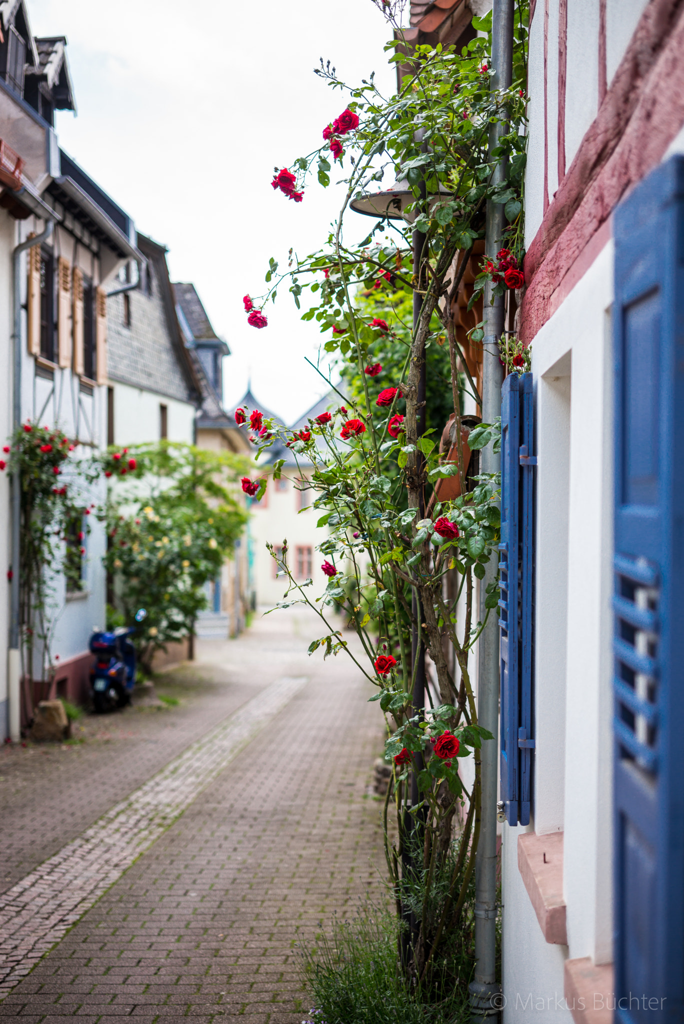 Leica APO-Summicron-M 50mm F2 ASPH sample photo. Old town roses photography