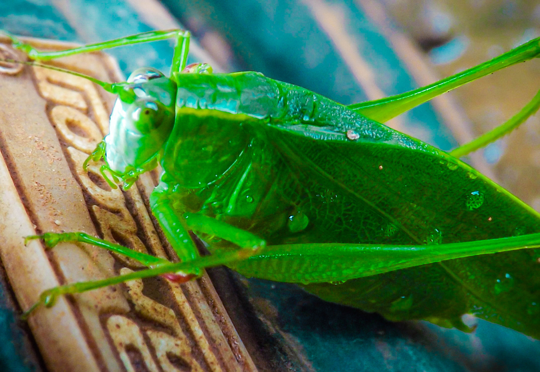 Fujifilm FinePix S4900 sample photo. Insects photography