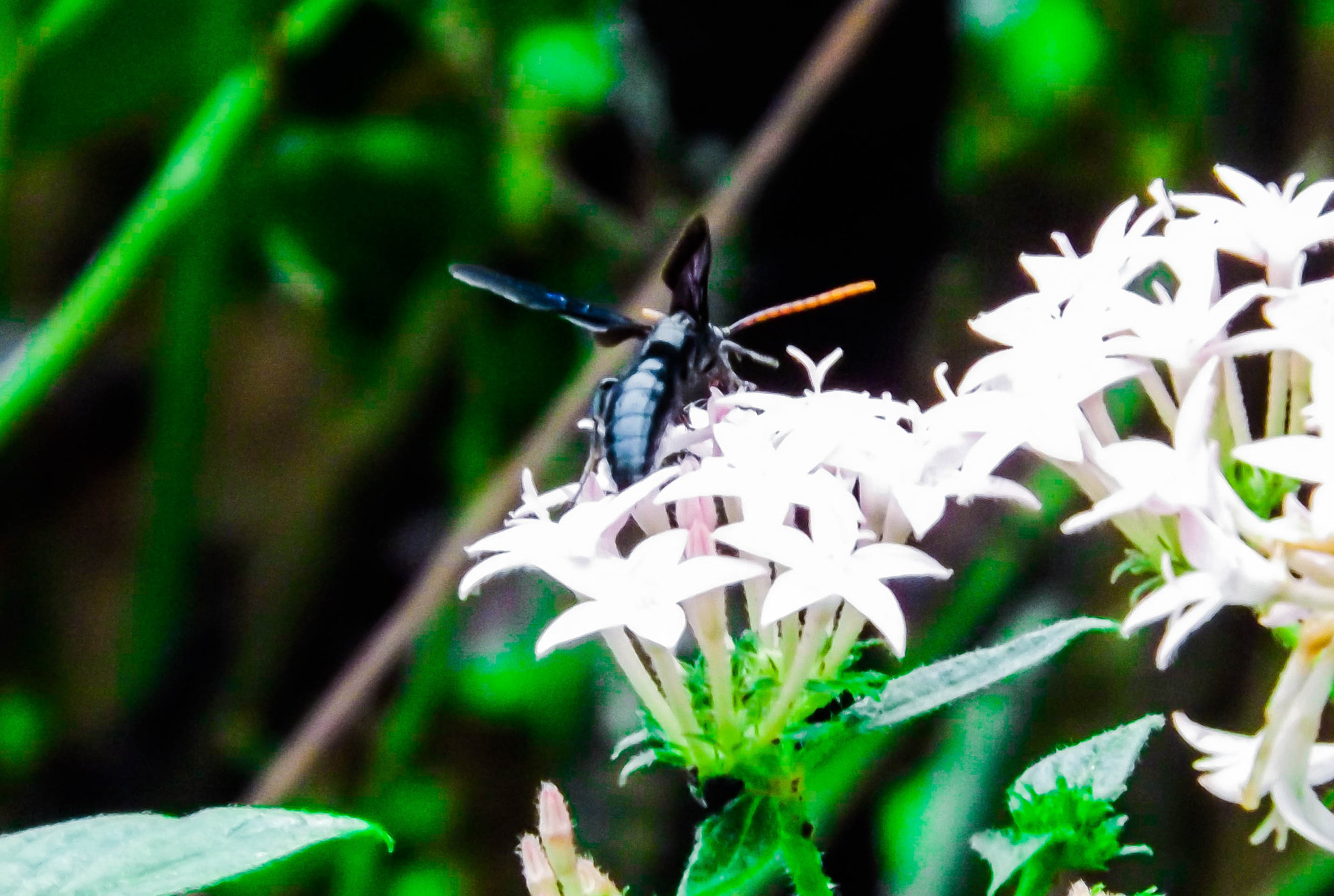 Fujifilm FinePix S4900 sample photo. Insects photography