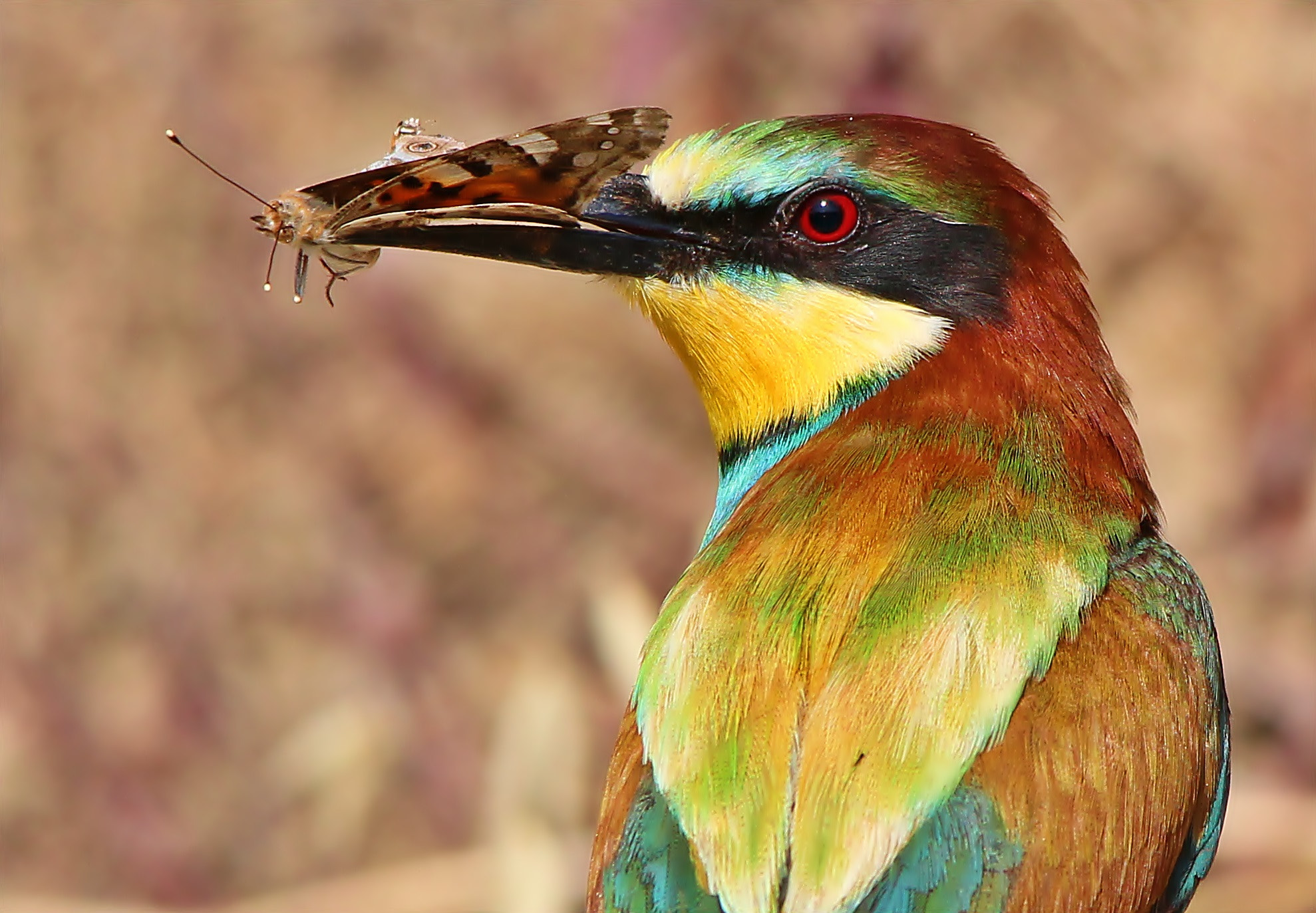 Sigma 150-500mm F5-6.3 DG OS HSM sample photo. Bee eater, gruccione photography