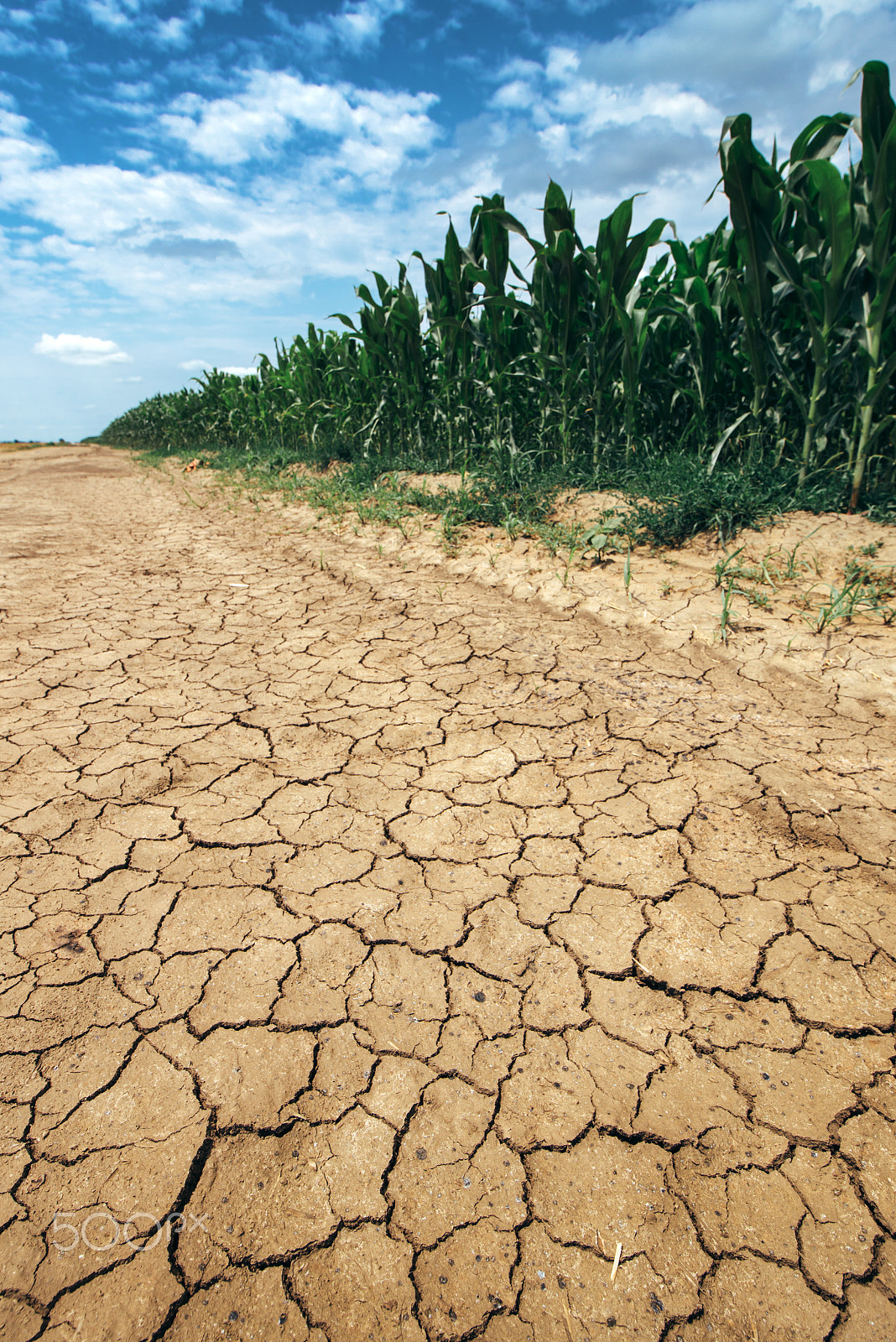 Tamron SP 15-30mm F2.8 Di VC USD sample photo. Corn crop growing in drought conditions photography