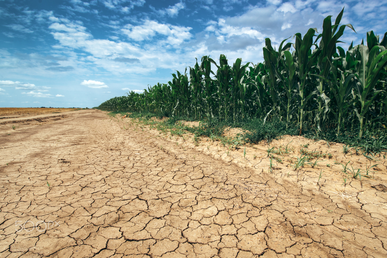 Tamron SP 15-30mm F2.8 Di VC USD sample photo. Corn crop growing in drought conditions photography
