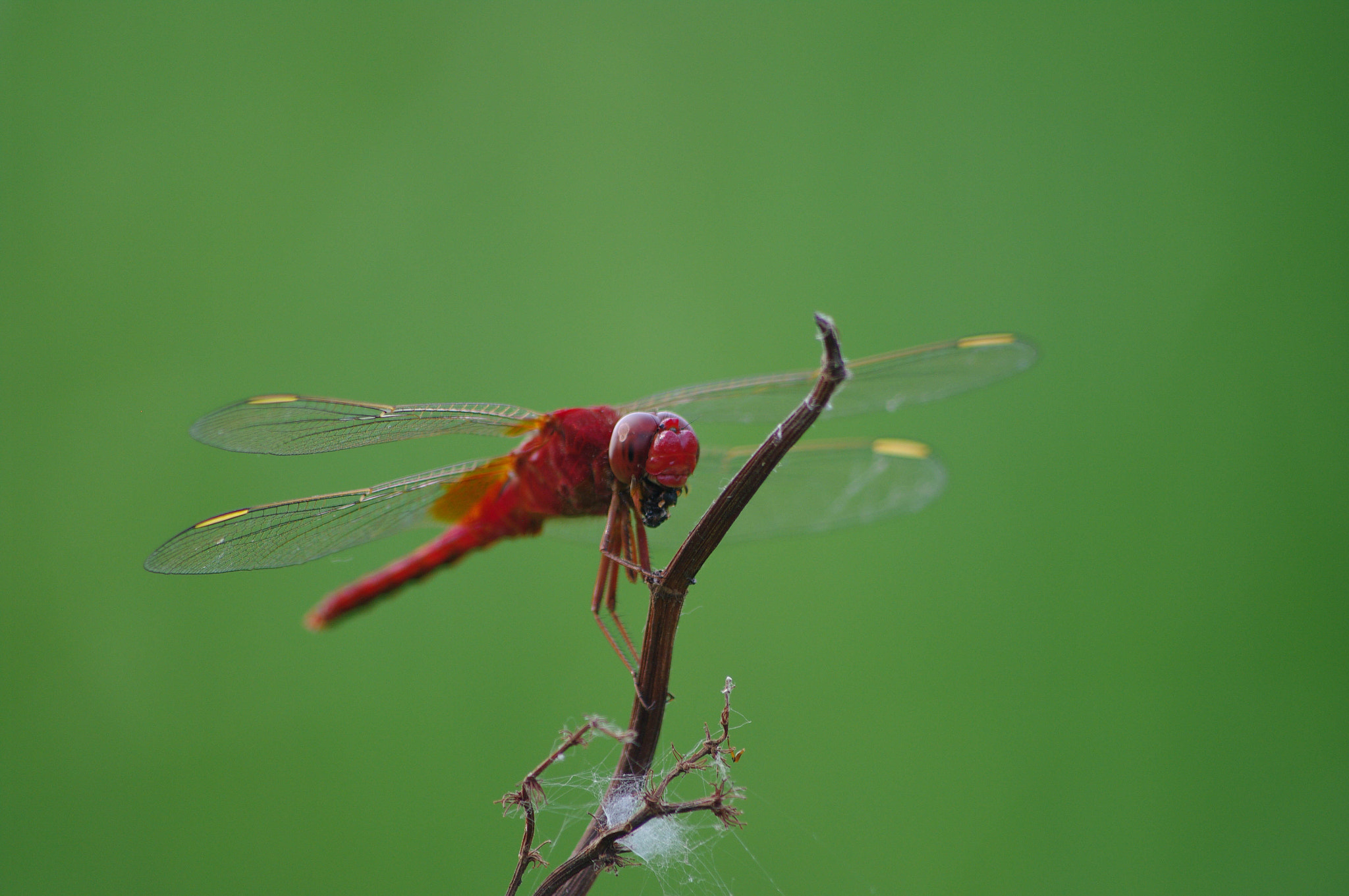 smc PENTAX-DA L 55-300mm F4-5.8 ED sample photo