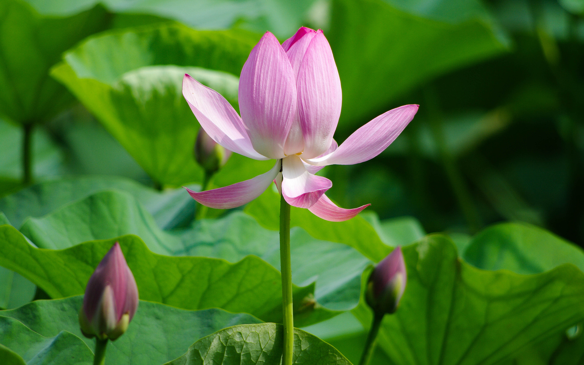 smc PENTAX-DA L 55-300mm F4-5.8 ED sample photo