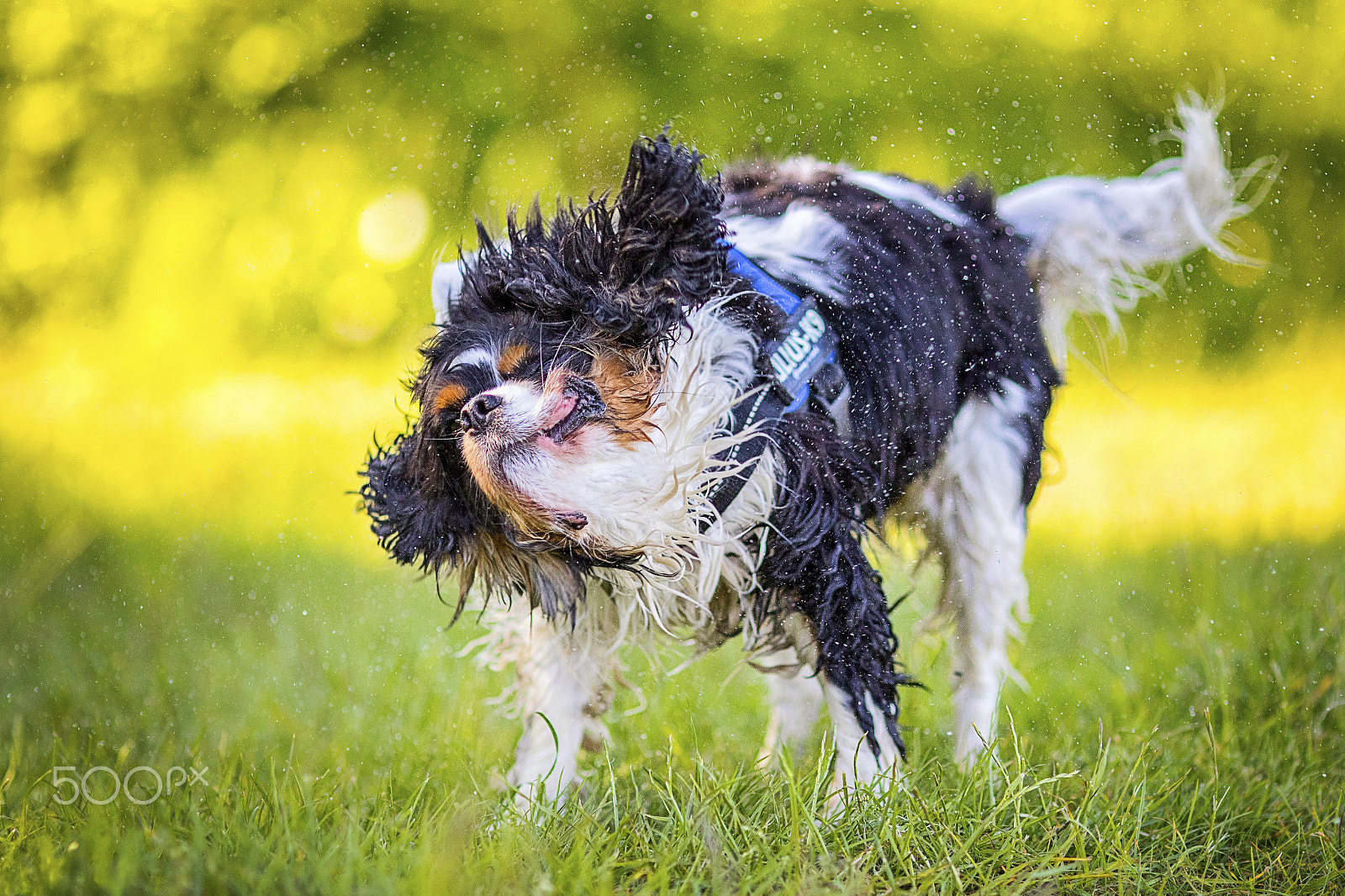 Canon EOS 7D Mark II + Canon EF 135mm F2L USM sample photo. Bella photography