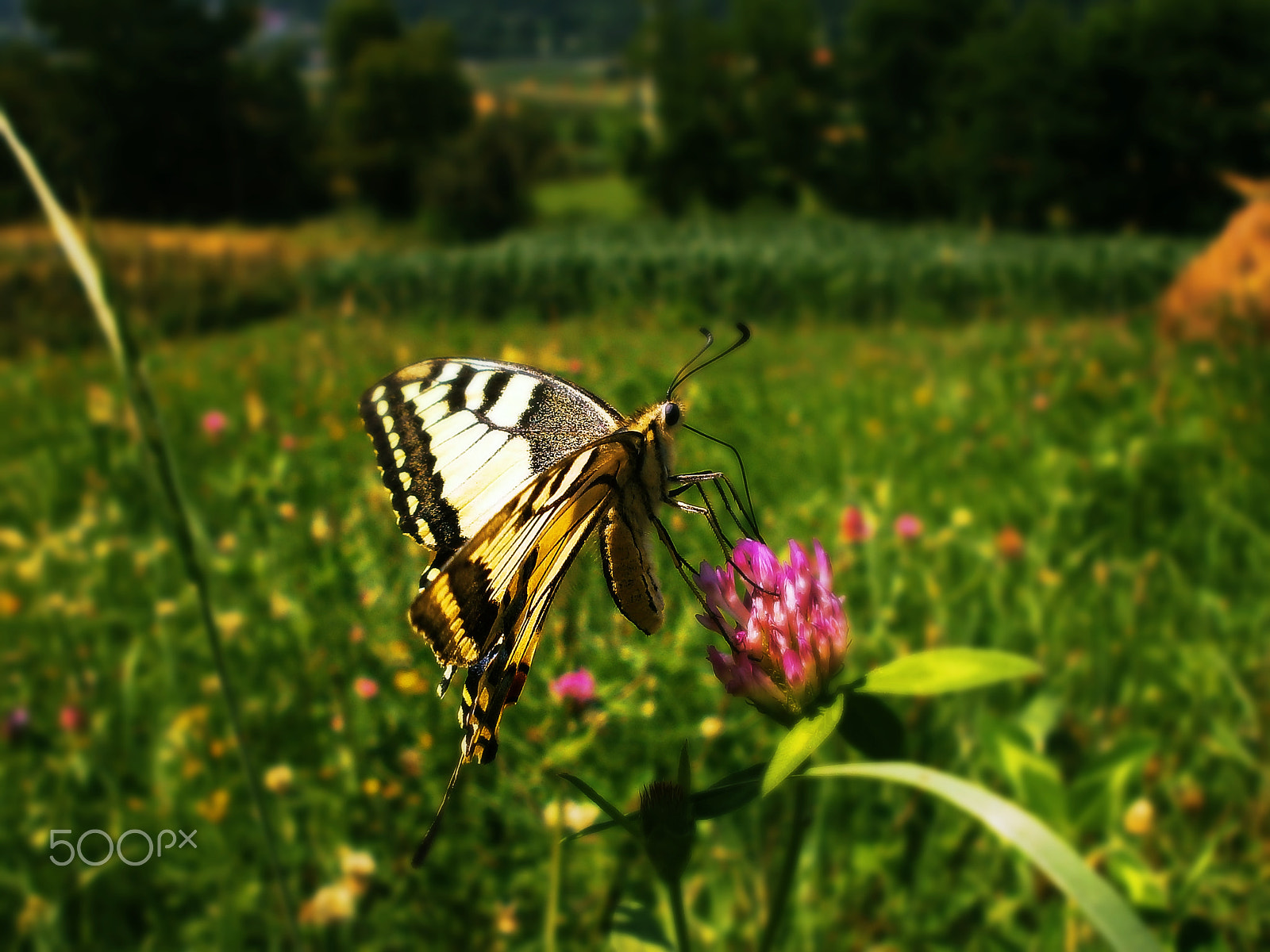 Olympus VG110,D700 sample photo. Butterfly photography