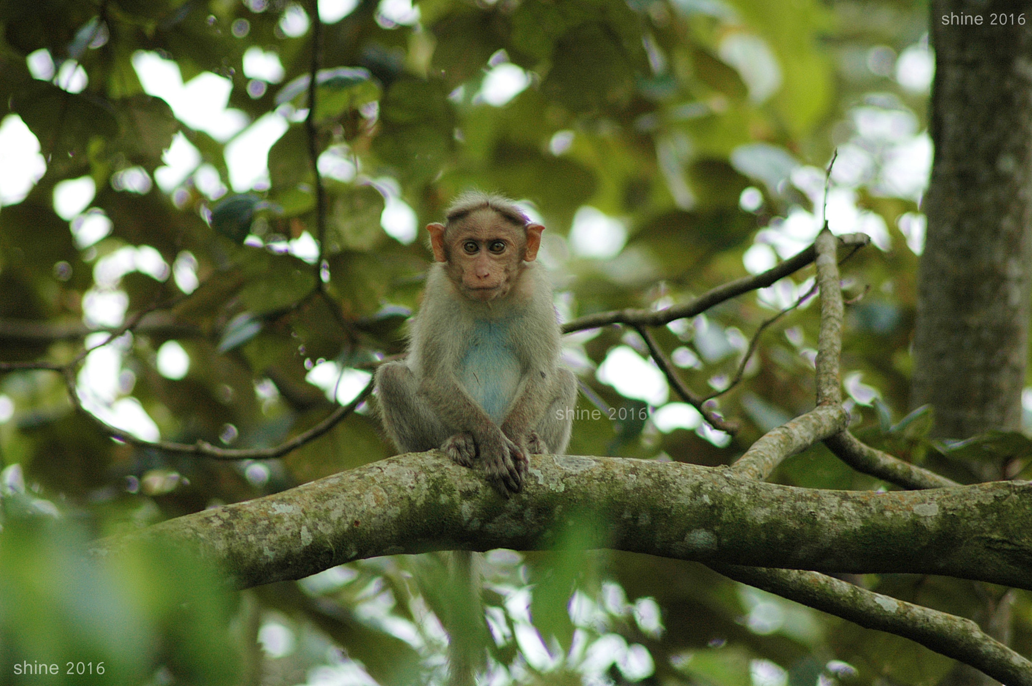 Nikon AF Nikkor 70-300mm F4-5.6G sample photo. Monkey photography
