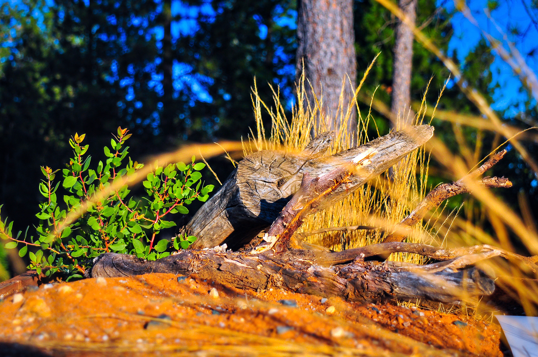 AF Zoom-Nikkor 24-120mm f/3.5-5.6D IF sample photo. Gold country sunset photography