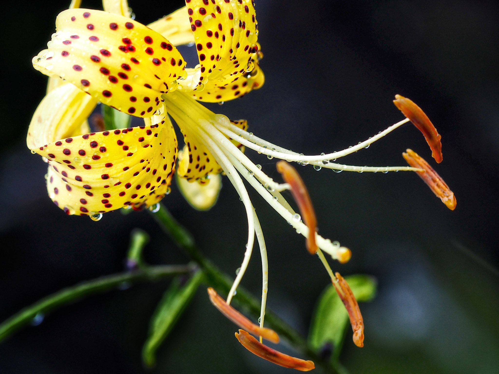 Olympus PEN E-PL7 sample photo. Golden tiger lily photography