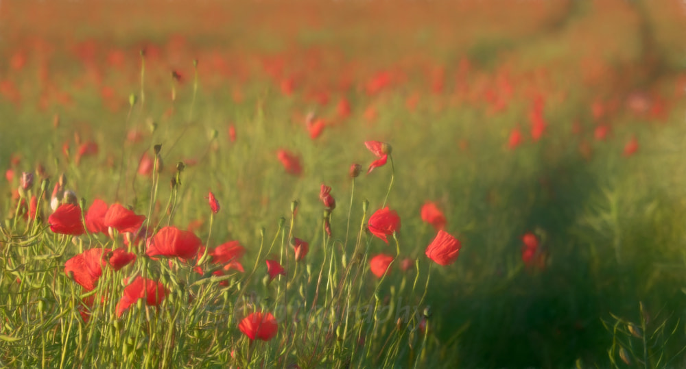 Canon EOS 7D Mark II + Canon EF 70-300mm F4.5-5.6 DO IS USM sample photo. Hopefield poppies photography