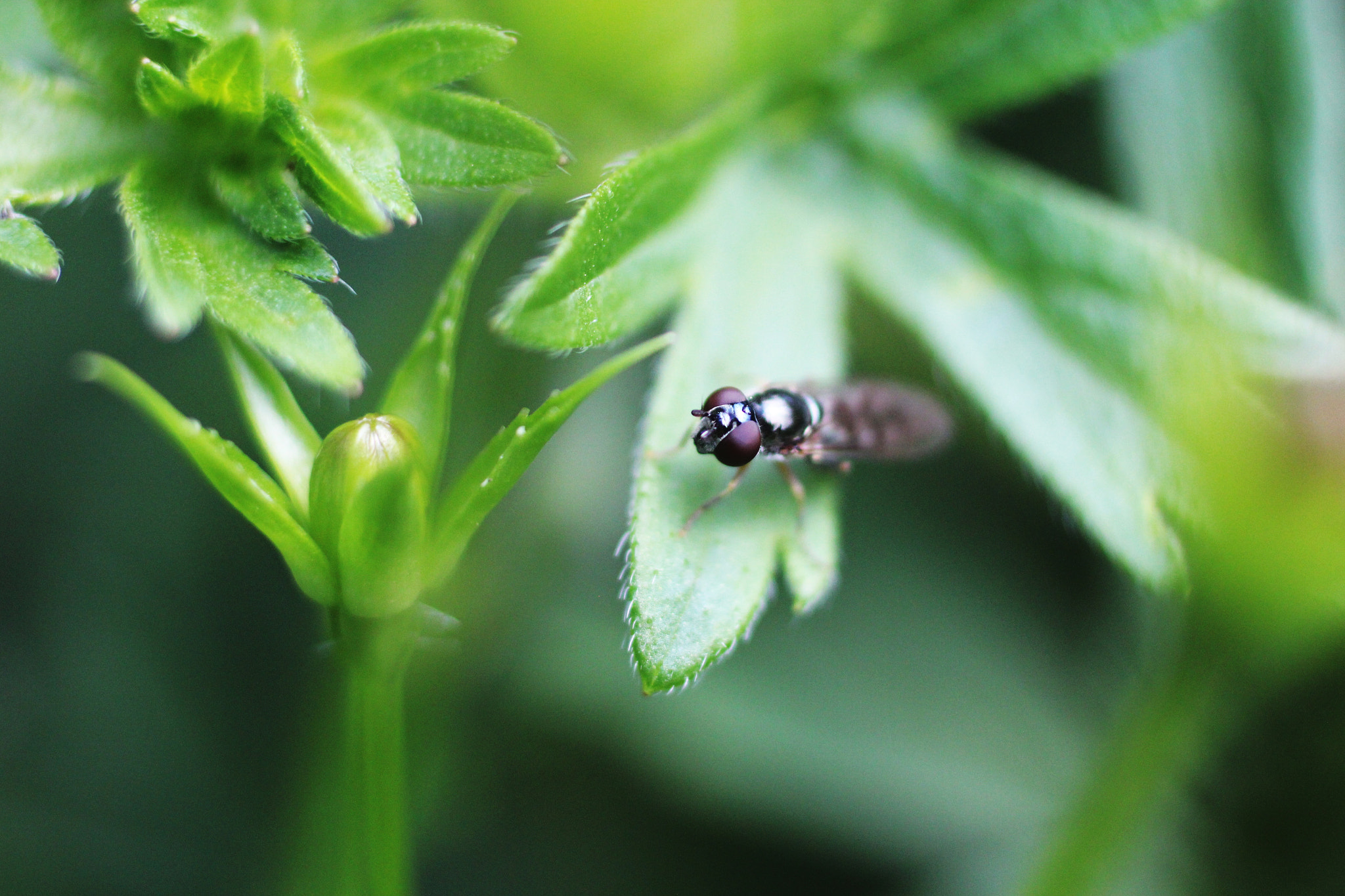 Canon EOS 650D (EOS Rebel T4i / EOS Kiss X6i) + Canon EF 50mm F2.5 Macro sample photo. Hoverfly photography