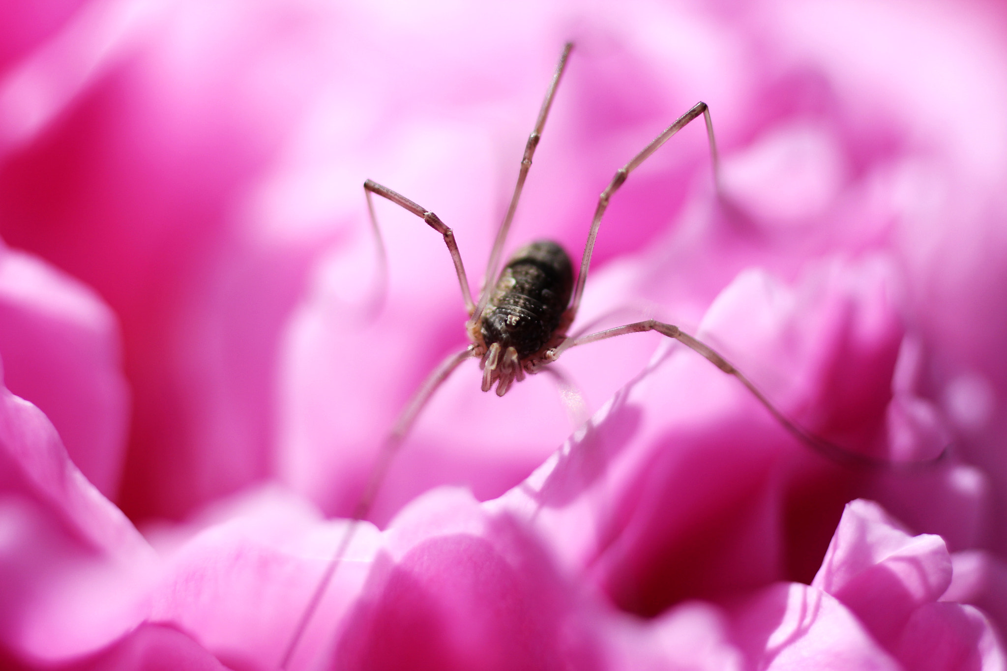 Canon EOS 650D (EOS Rebel T4i / EOS Kiss X6i) + Canon EF 50mm F2.5 Macro sample photo. Daddy longlegs photography