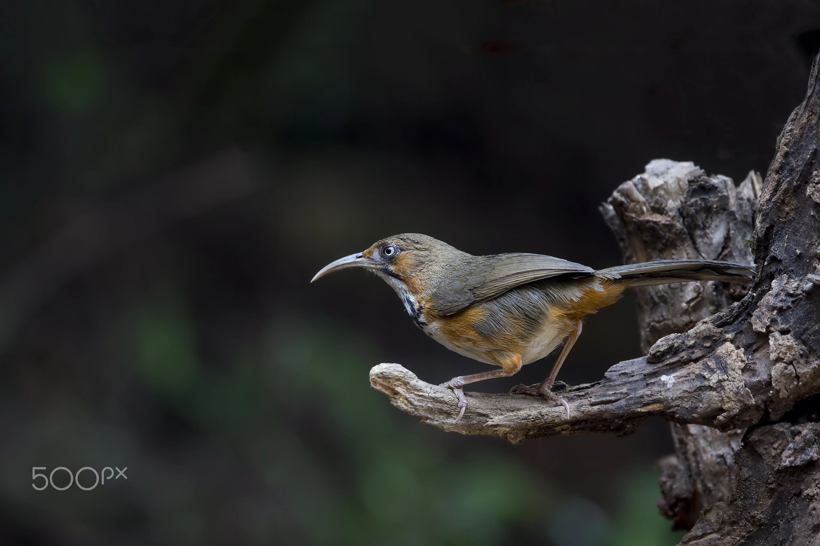 Nikon AF-S Nikkor 600mm F4E FL ED VR sample photo. Black-streaked scimitar babbler photography