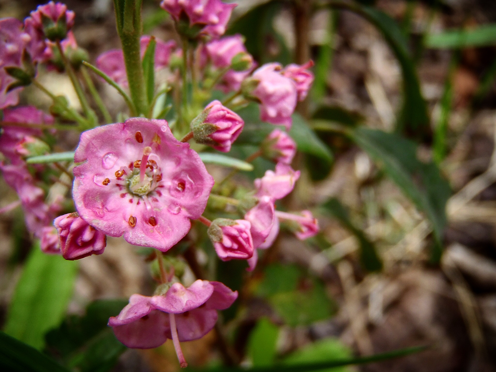 Olympus TG-610 sample photo. Petite fleur photography