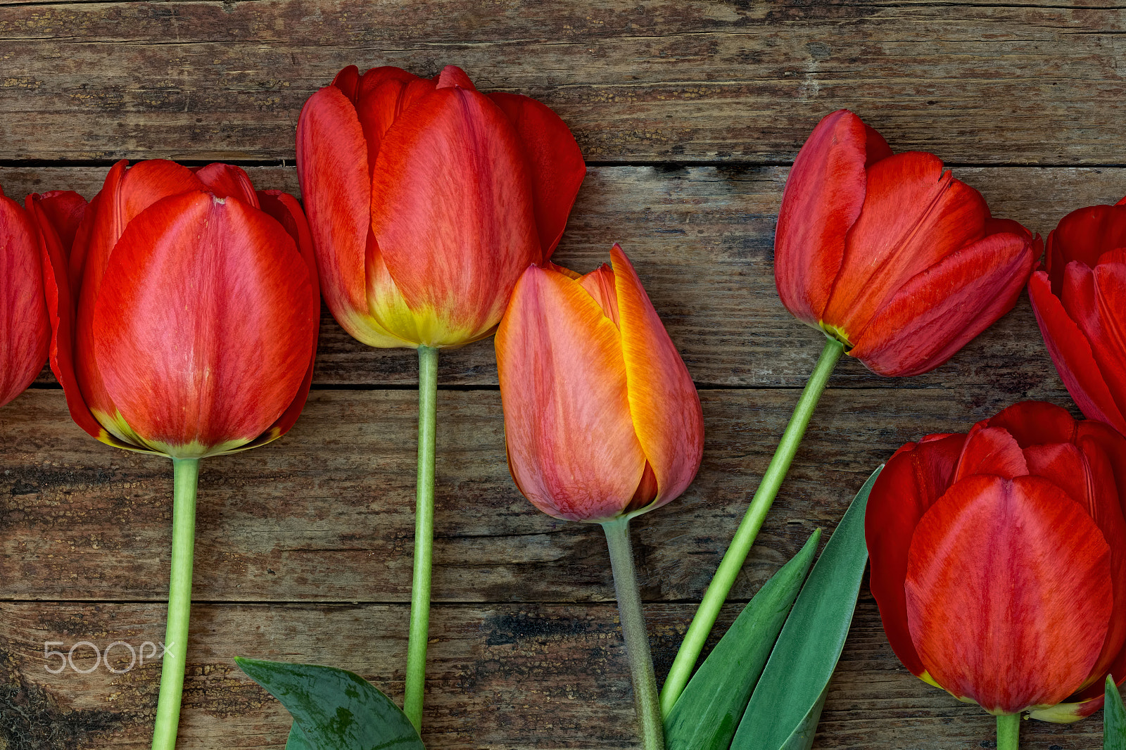 Canon EF 100mm F2.8 Macro USM sample photo. Red tulips with green leaves lie on the rough wooden background photography