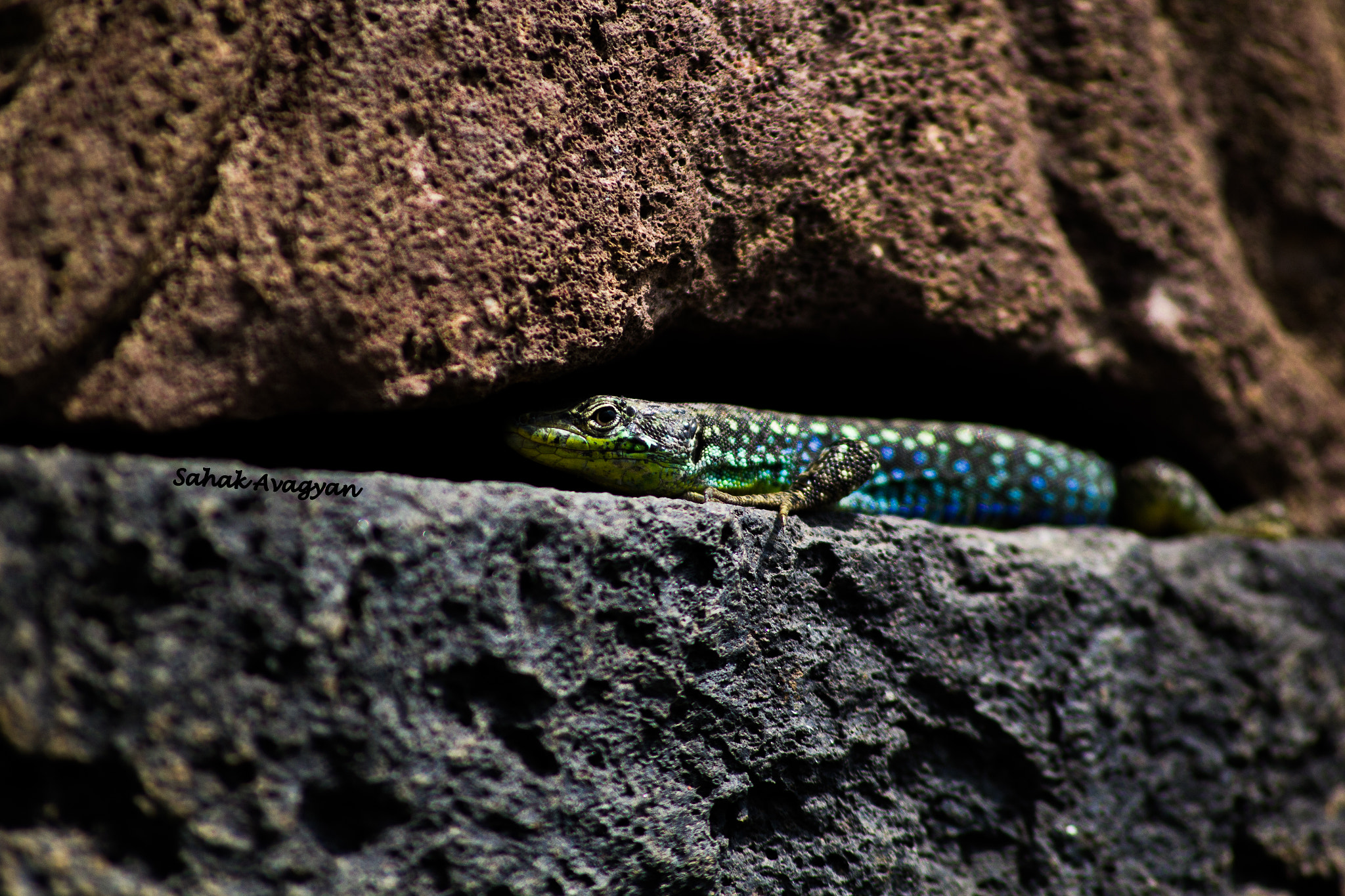 Sigma 70-300mm F4-5.6 APO DG Macro sample photo. Lizard photography