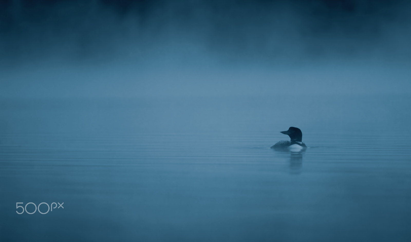 Canon EOS 7D + Canon EF 300mm F2.8L IS USM sample photo. Loon in the blue fog photography