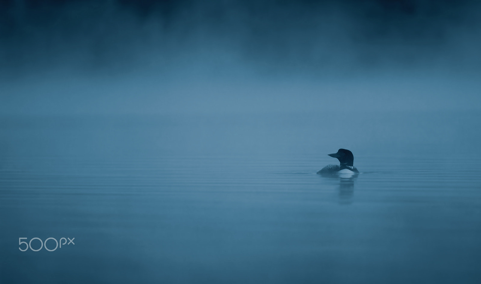 Canon EOS 7D + Canon EF 300mm F2.8L IS USM sample photo. Loon in the blue fog photography