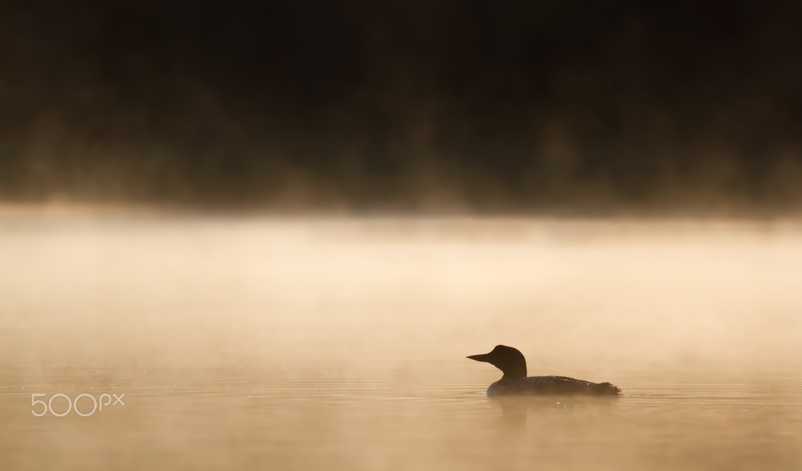 Canon EOS 7D + Canon EF 300mm F2.8L IS USM sample photo. Loon in golden light photography