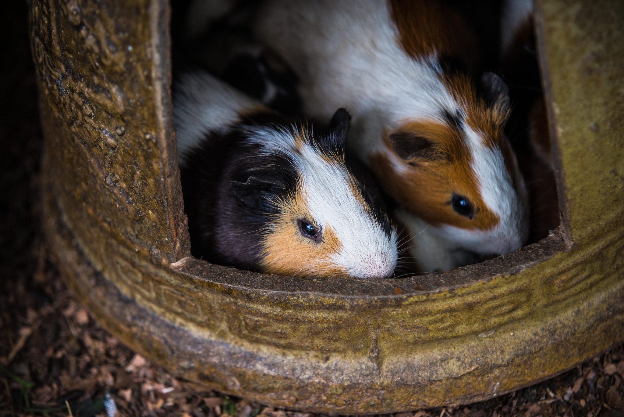 Sigma 70-200mm F2.8 EX DG Macro HSM II sample photo. Guinea pigs photography