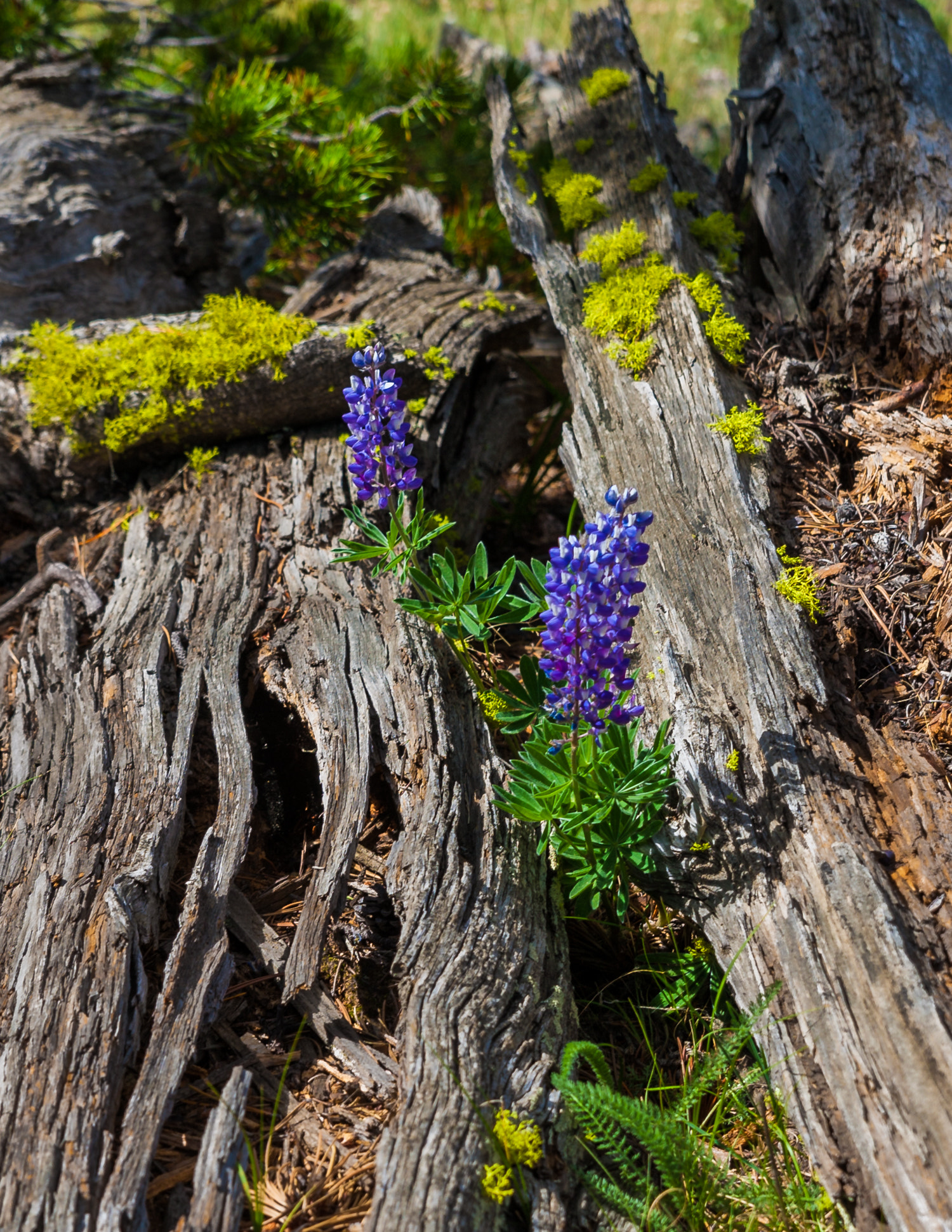 Canon EOS-1Ds Mark III sample photo. Lupine photography