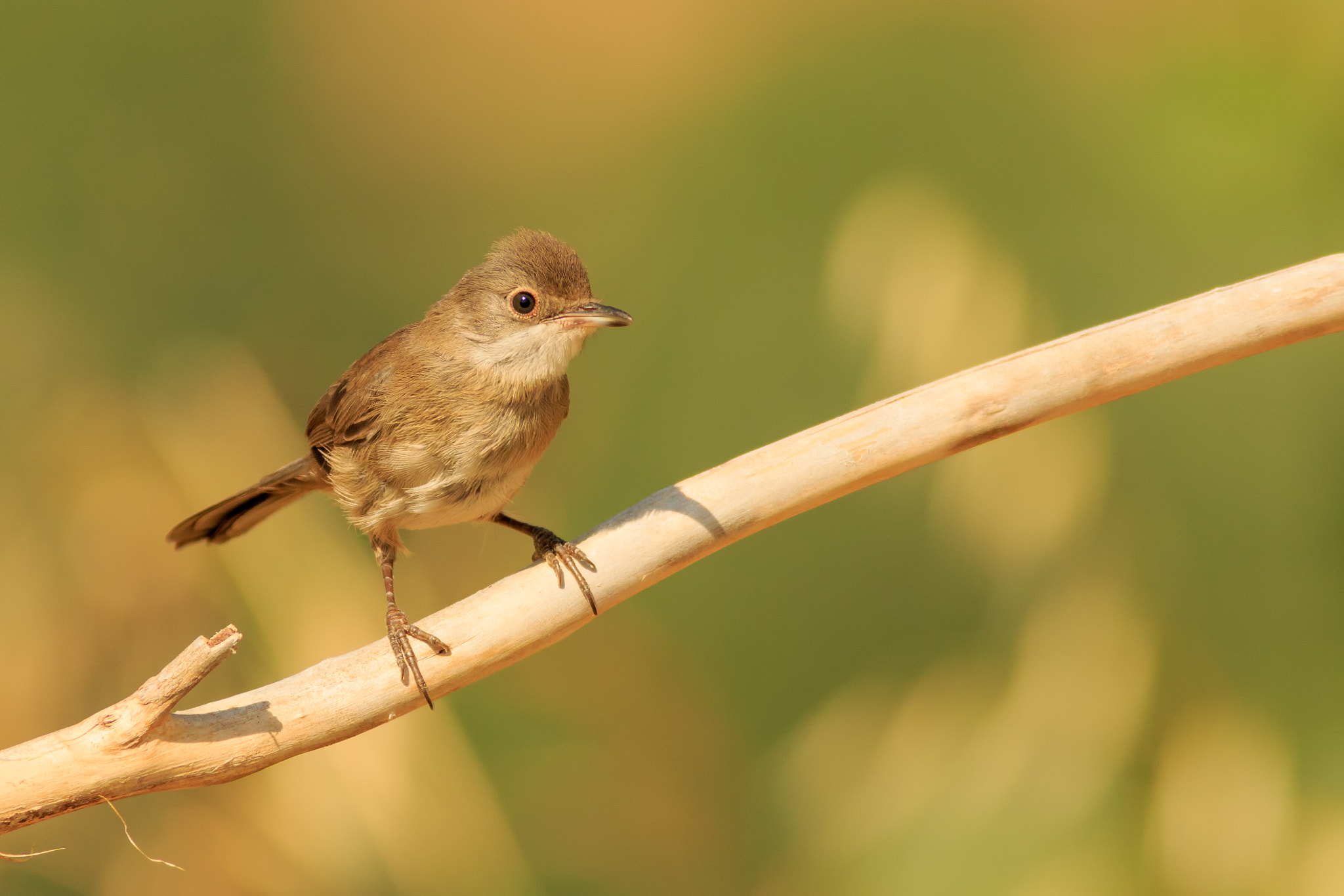 Canon EOS 7D Mark II + Canon EF 400mm F5.6L USM sample photo. Hembra de curruca cabecinegra photography