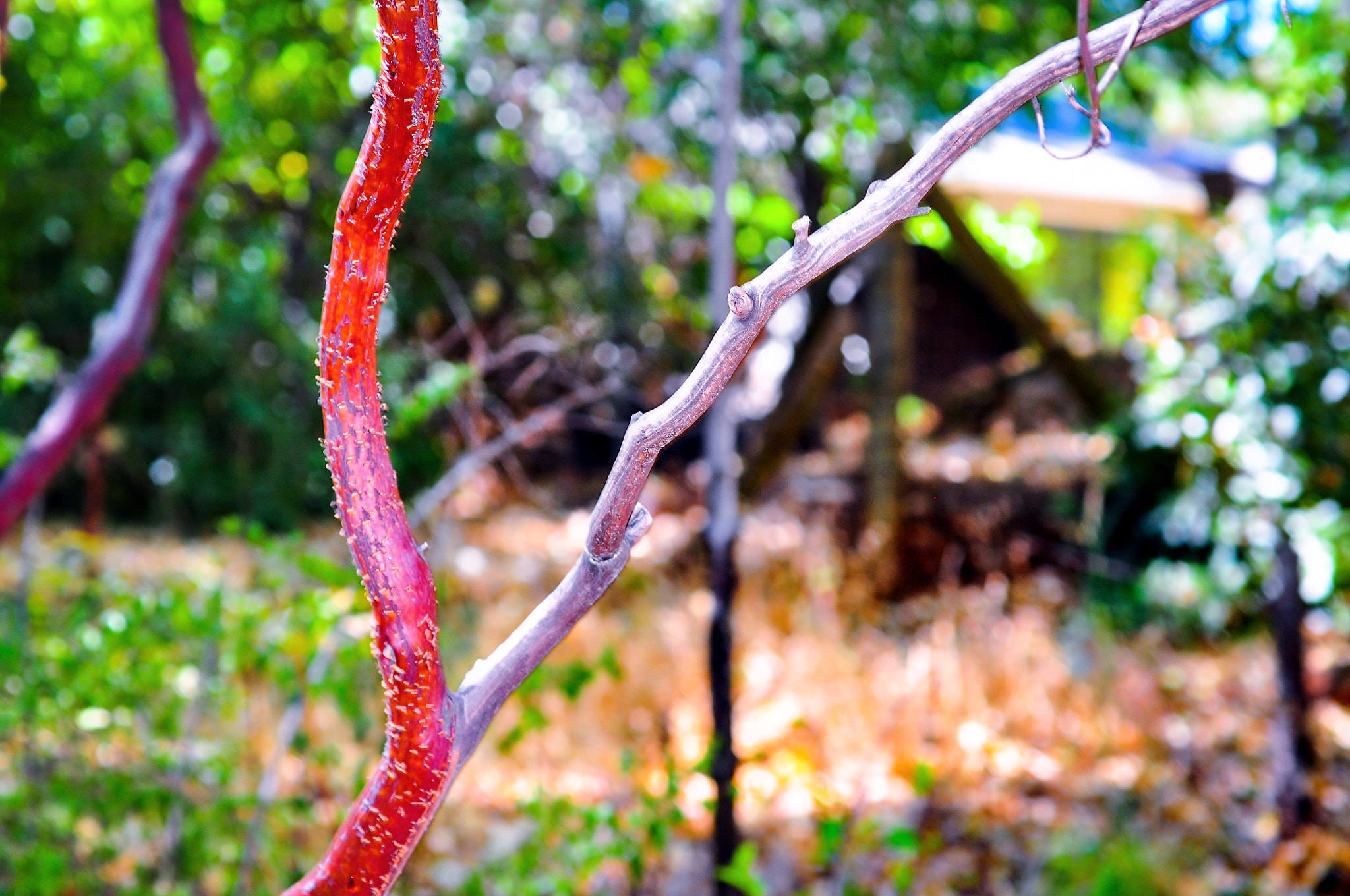 Nikon D90 + AF Micro-Nikkor 60mm f/2.8 sample photo. Backyard manzanita photography