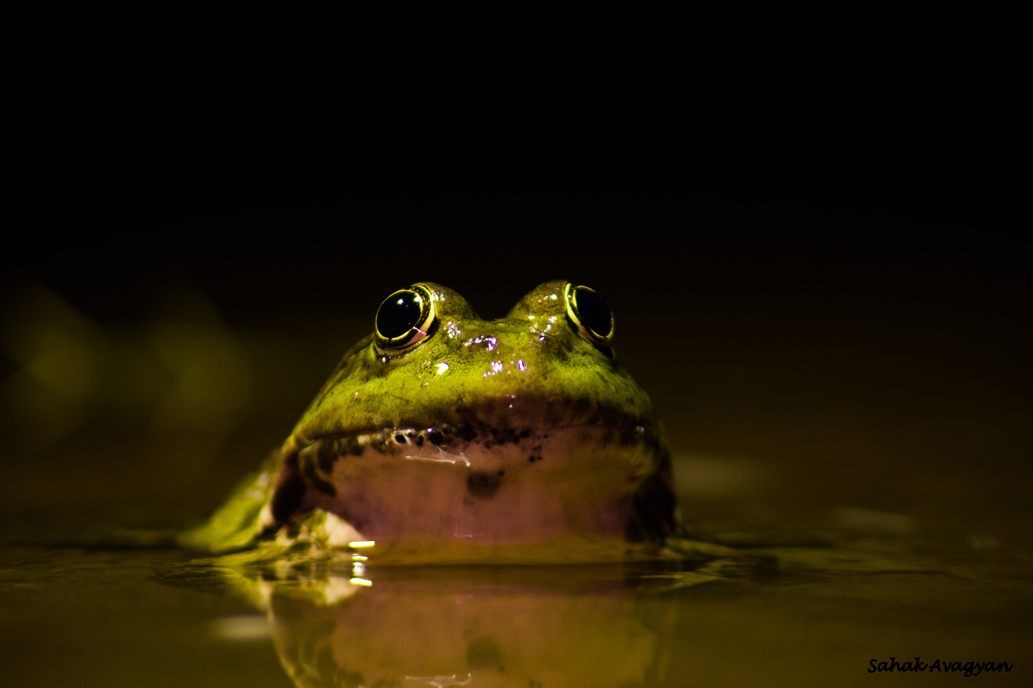 Sigma 70-300mm F4-5.6 APO DG Macro sample photo. Frog photography