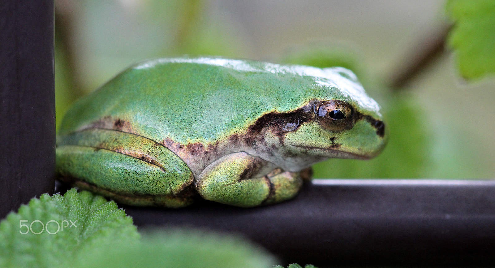 Sigma 105mm F2.8 EX DG OS HSM sample photo. Grumpy frog photography