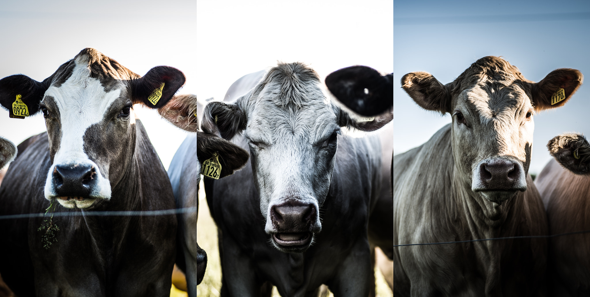 Tamron SP AF 90mm F2.8 Di Macro sample photo. Cows photography