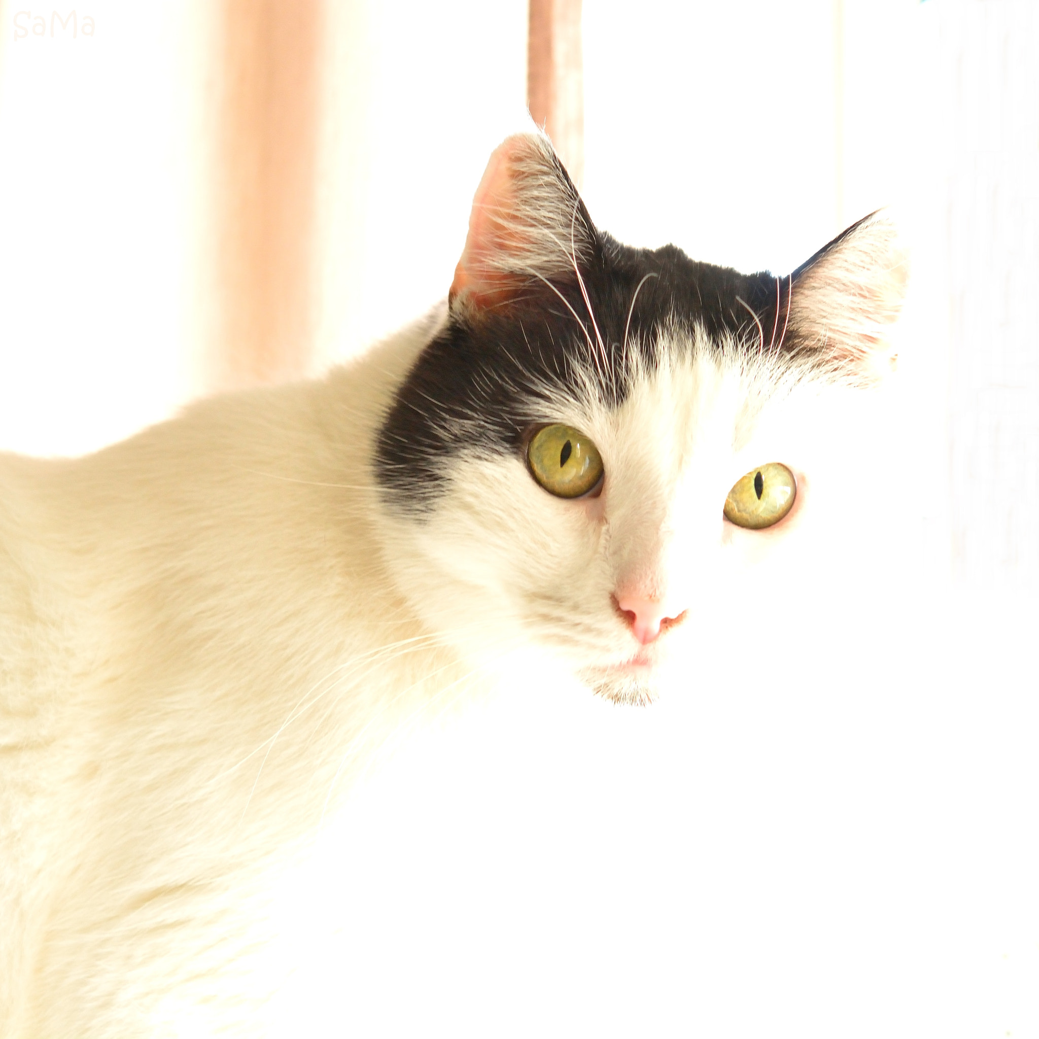 Nikon AF-S Micro-Nikkor 60mm F2.8G ED sample photo. White cat photography