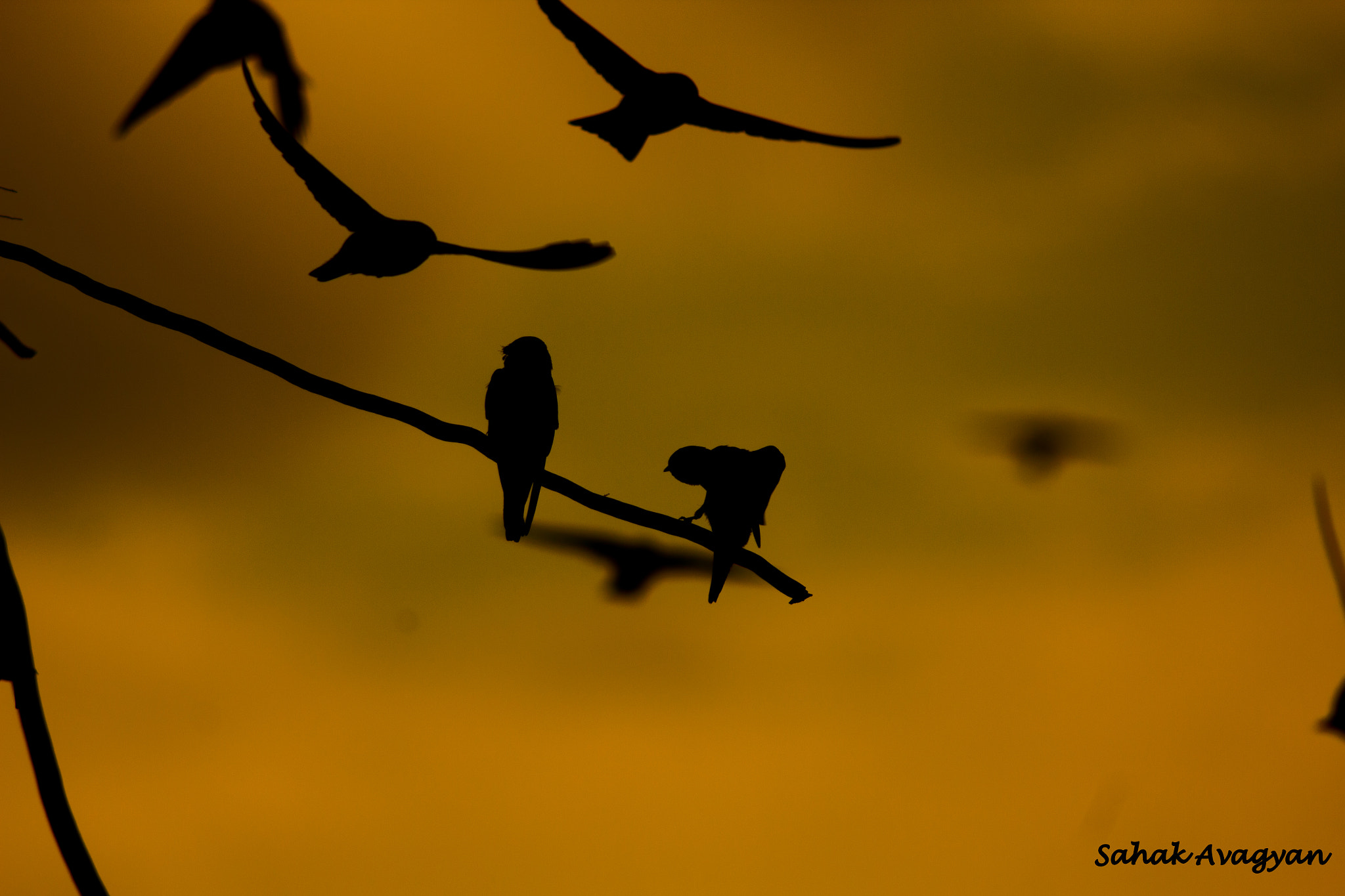 Sigma 70-300mm F4-5.6 APO DG Macro sample photo. Karate bird photography