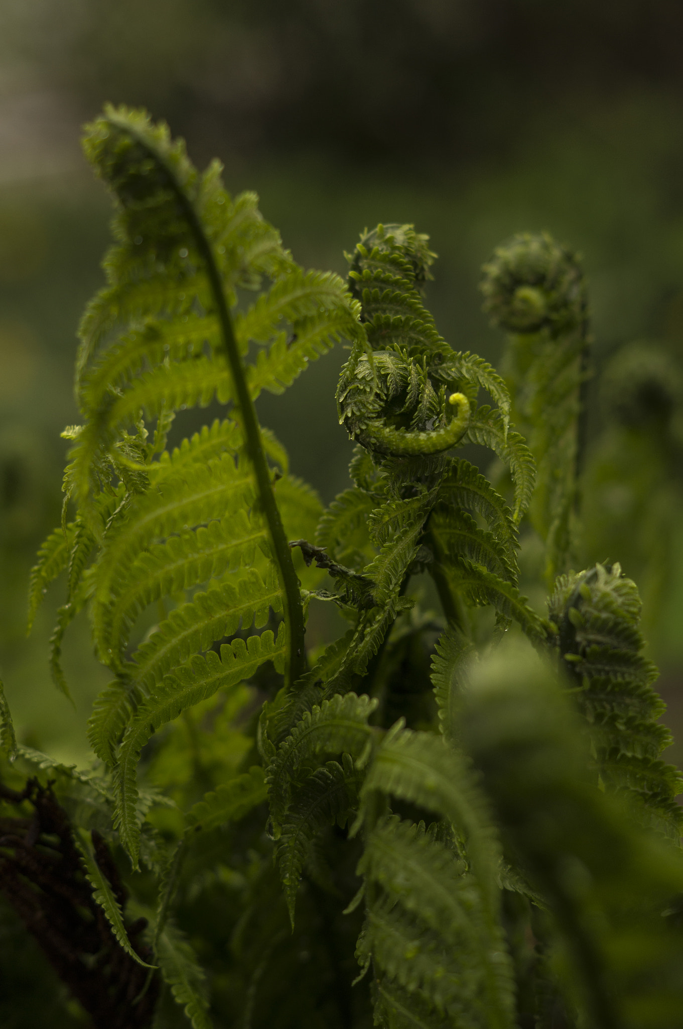 Sony SLT-A37 + Sony DT 50mm F1.8 SAM sample photo. Green lace photography