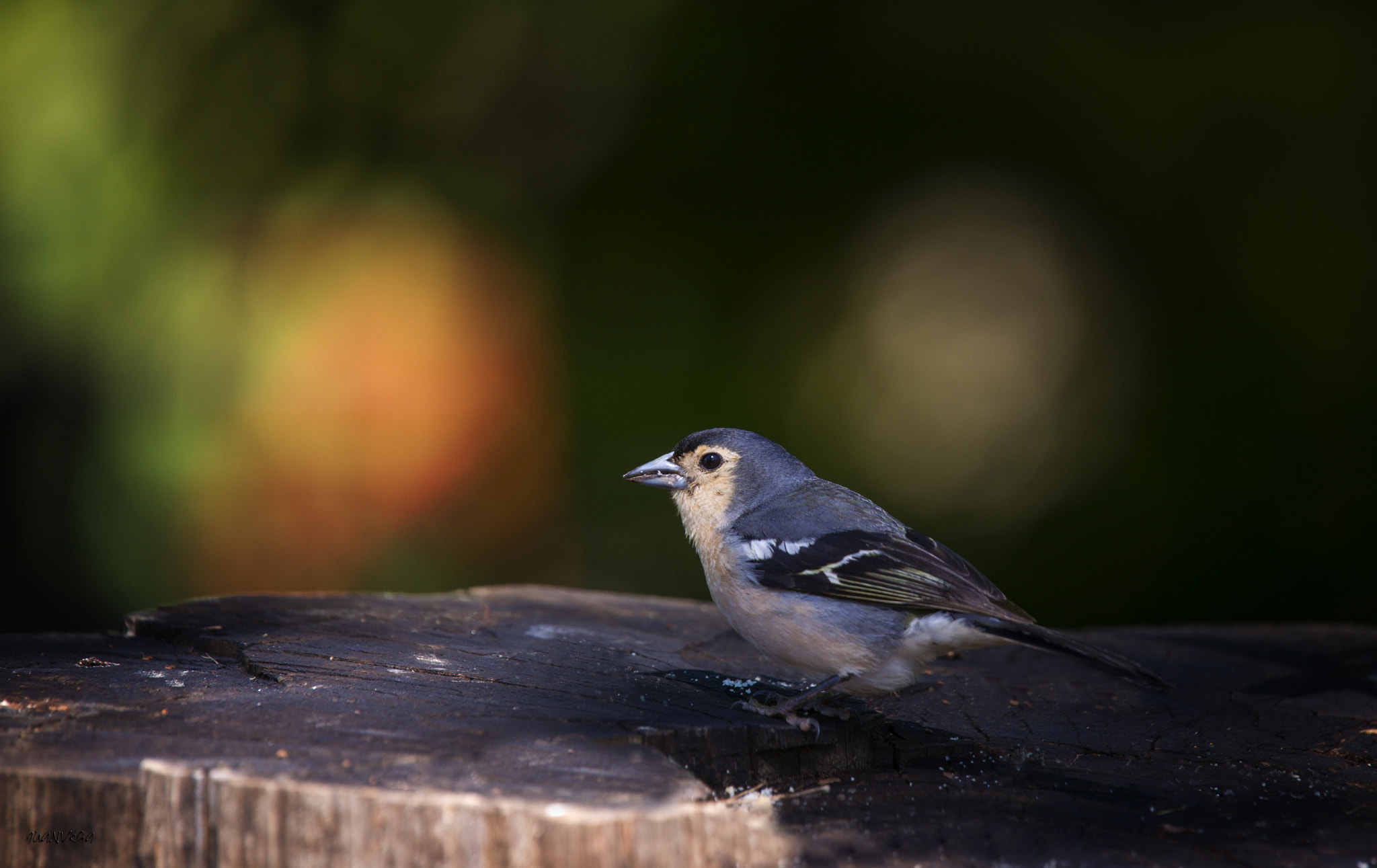 Sony Alpha DSLR-A850 + Minolta AF 300mm F2.8 HS-APO G sample photo. Pinzon v photography